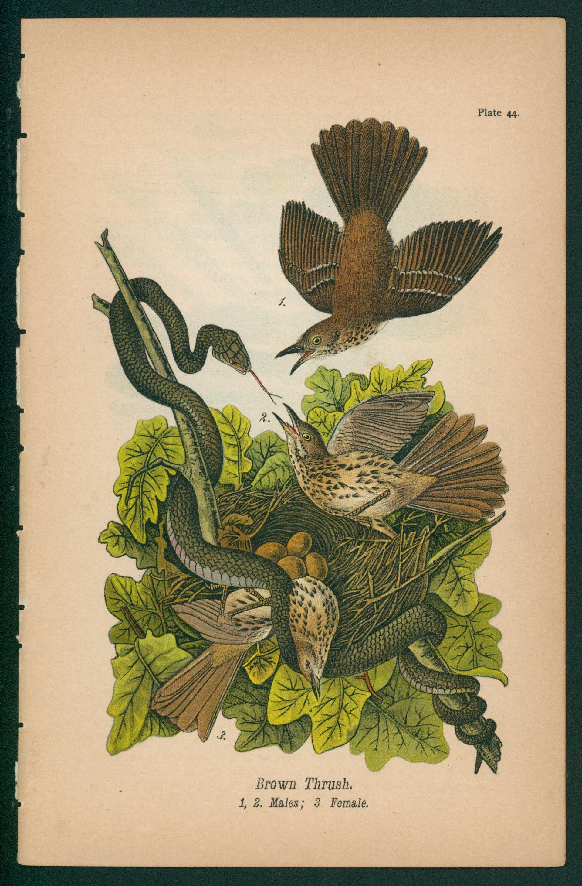 Brown Thrush- Chromolithograph - Authentic Vintage Antique Print