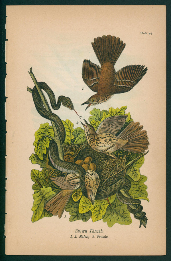 Brown Thrush- Chromolithograph - Authentic Vintage Antique Print