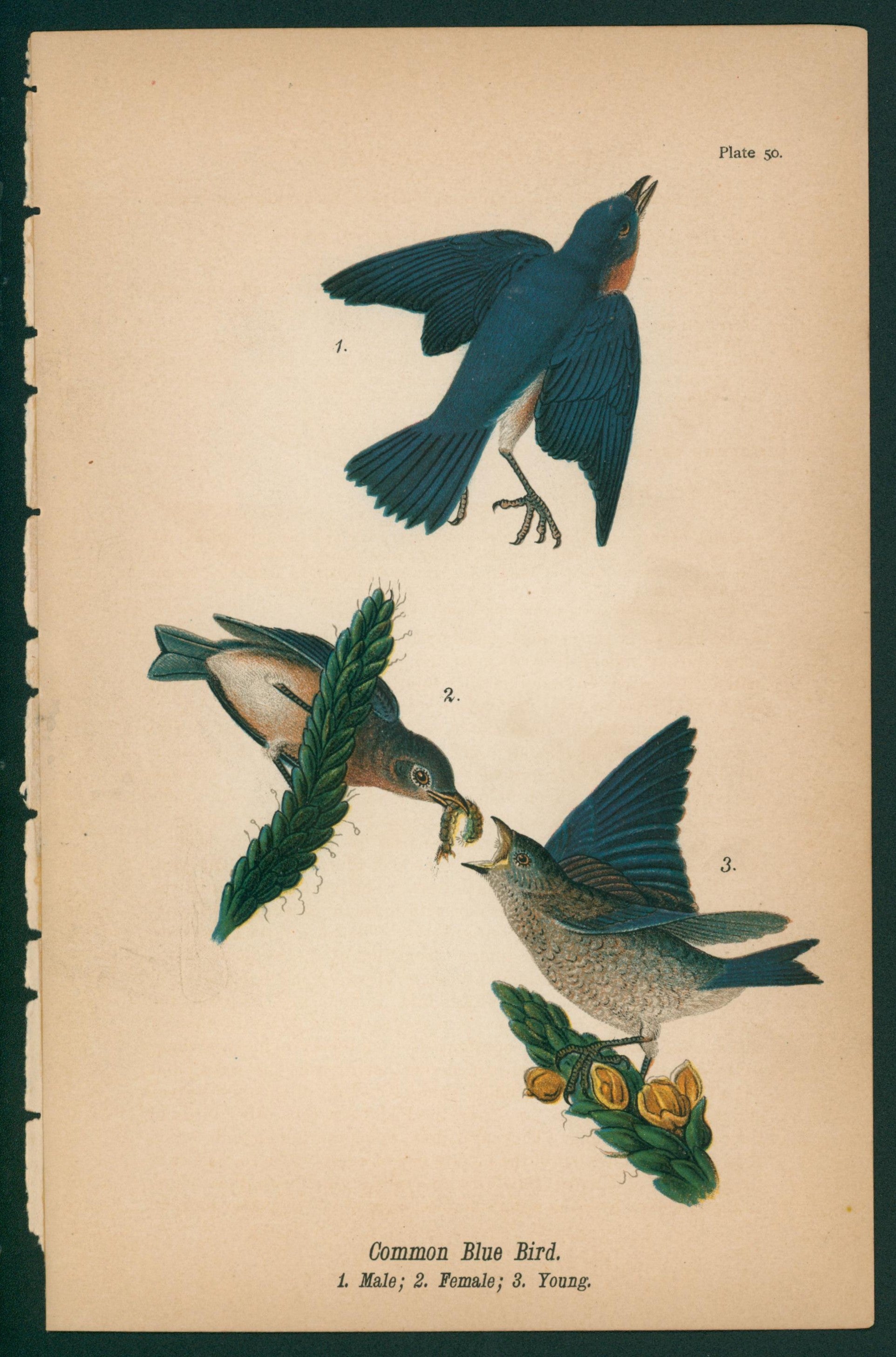 Common Blue Bird- Chromolithograph - Authentic Vintage Antique Print