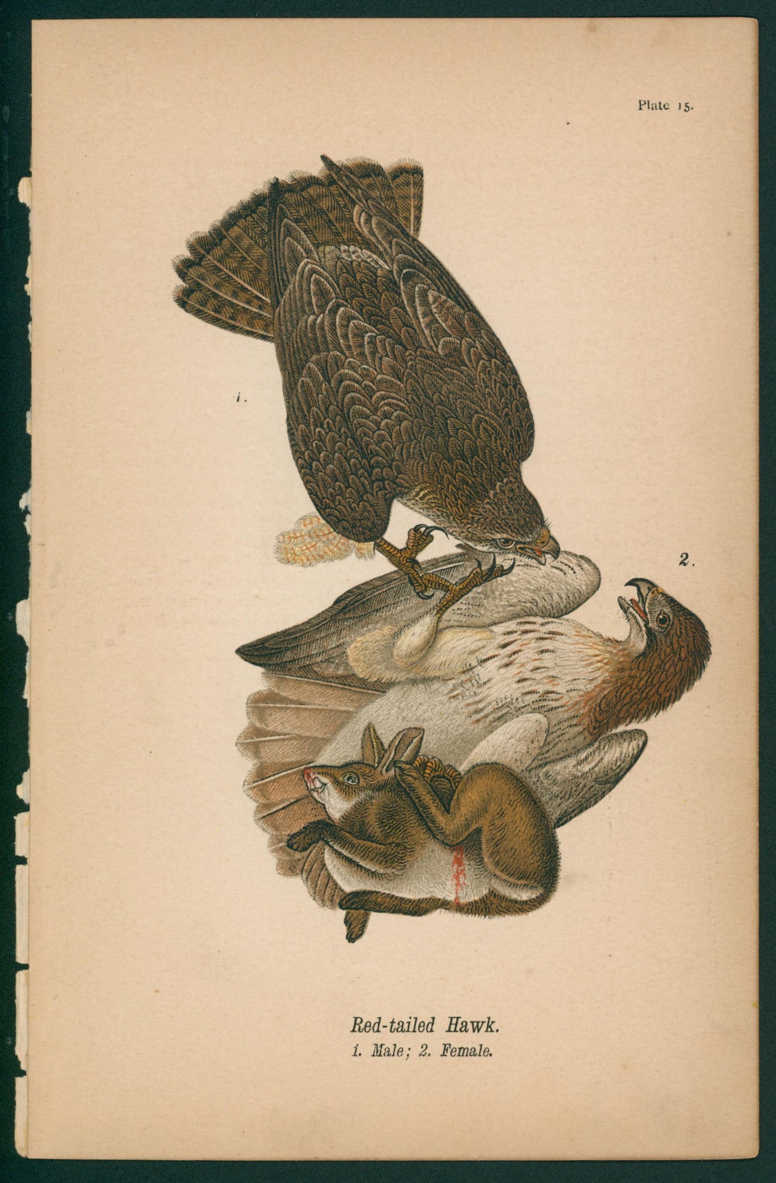Red-Tailed Hawk- Chromolithograph - Authentic Vintage Antique Print