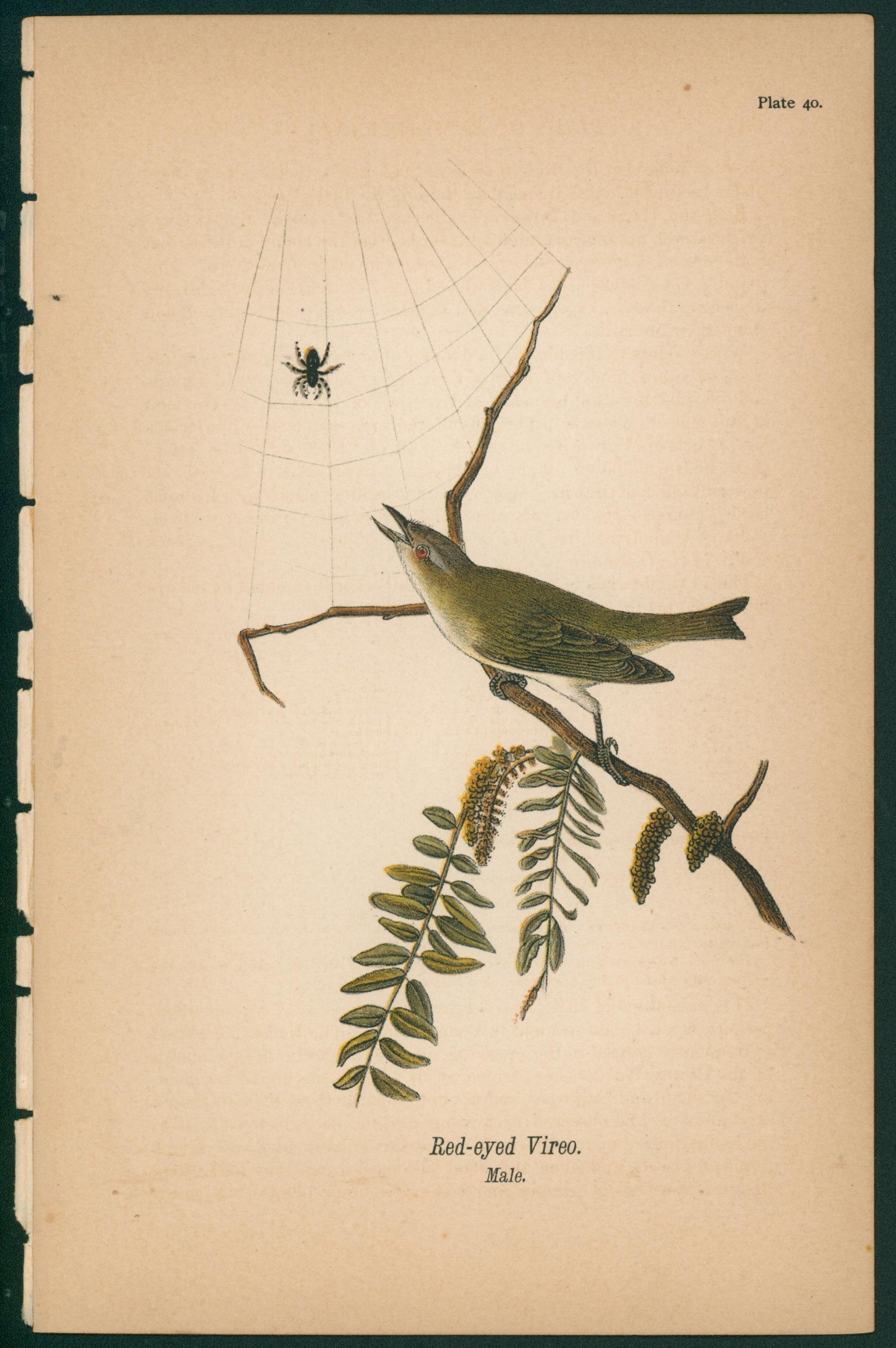 Red Eye Vireo- Chromolithograph - Authentic Vintage Antique Print