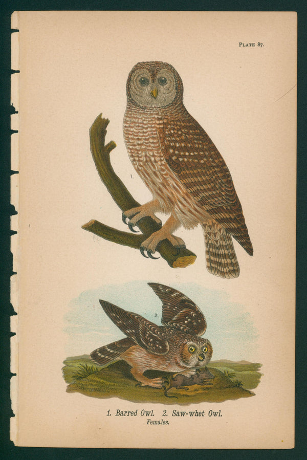 Barred Owl, Saw-Whet Owl- Chromolithograph - Authentic Vintage Antique Print