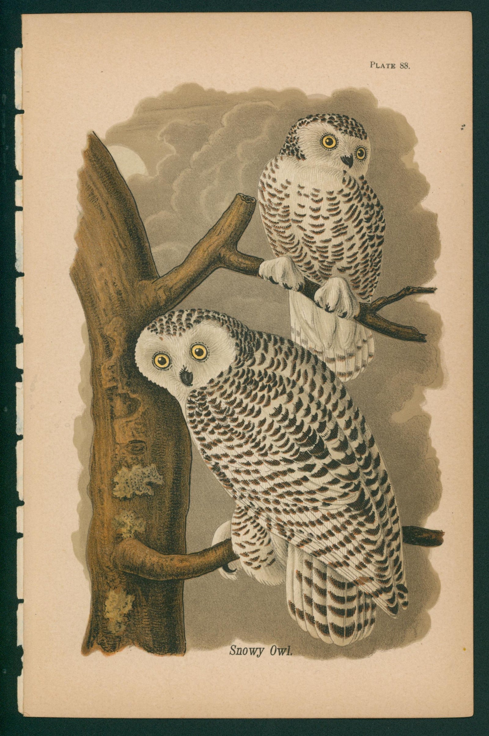 Snowy Owl- Chromolithograph - Authentic Vintage Antique Print