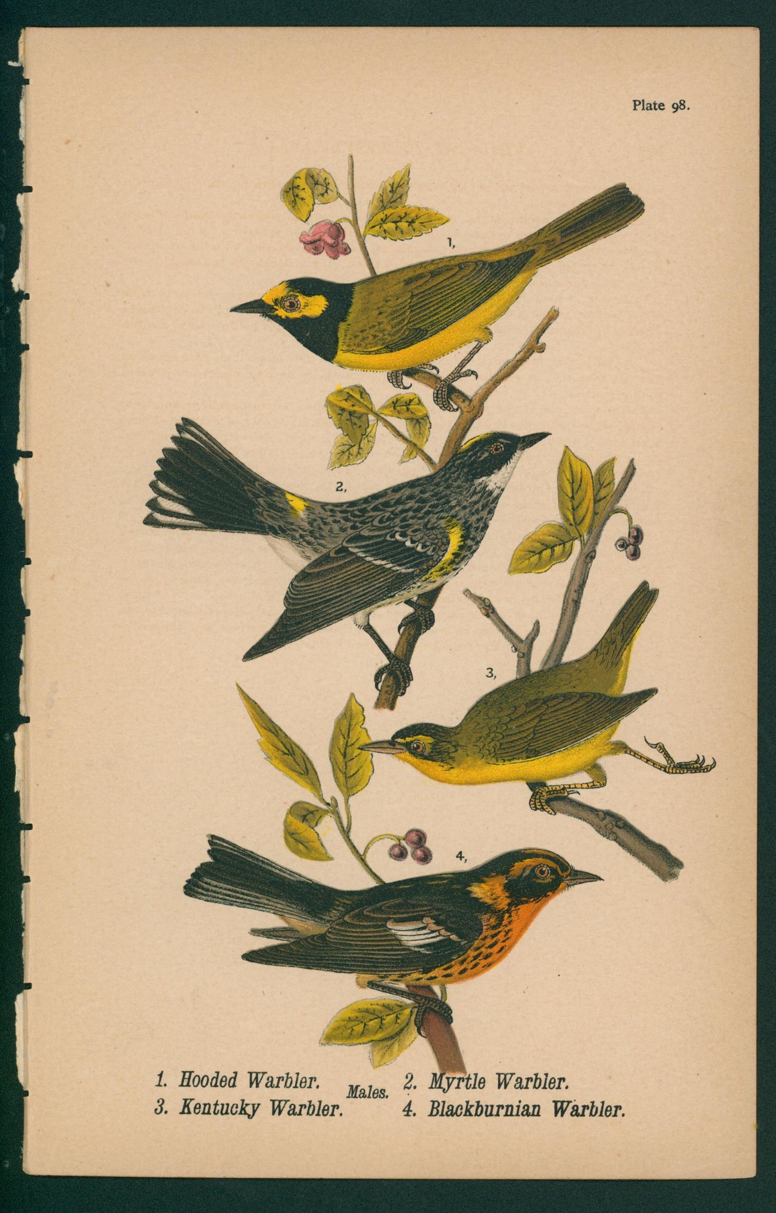 Hooded, Kentucky, Myrtle, Blackburnian Warbler- Chromolithograph - Authentic Vintage Antique Print