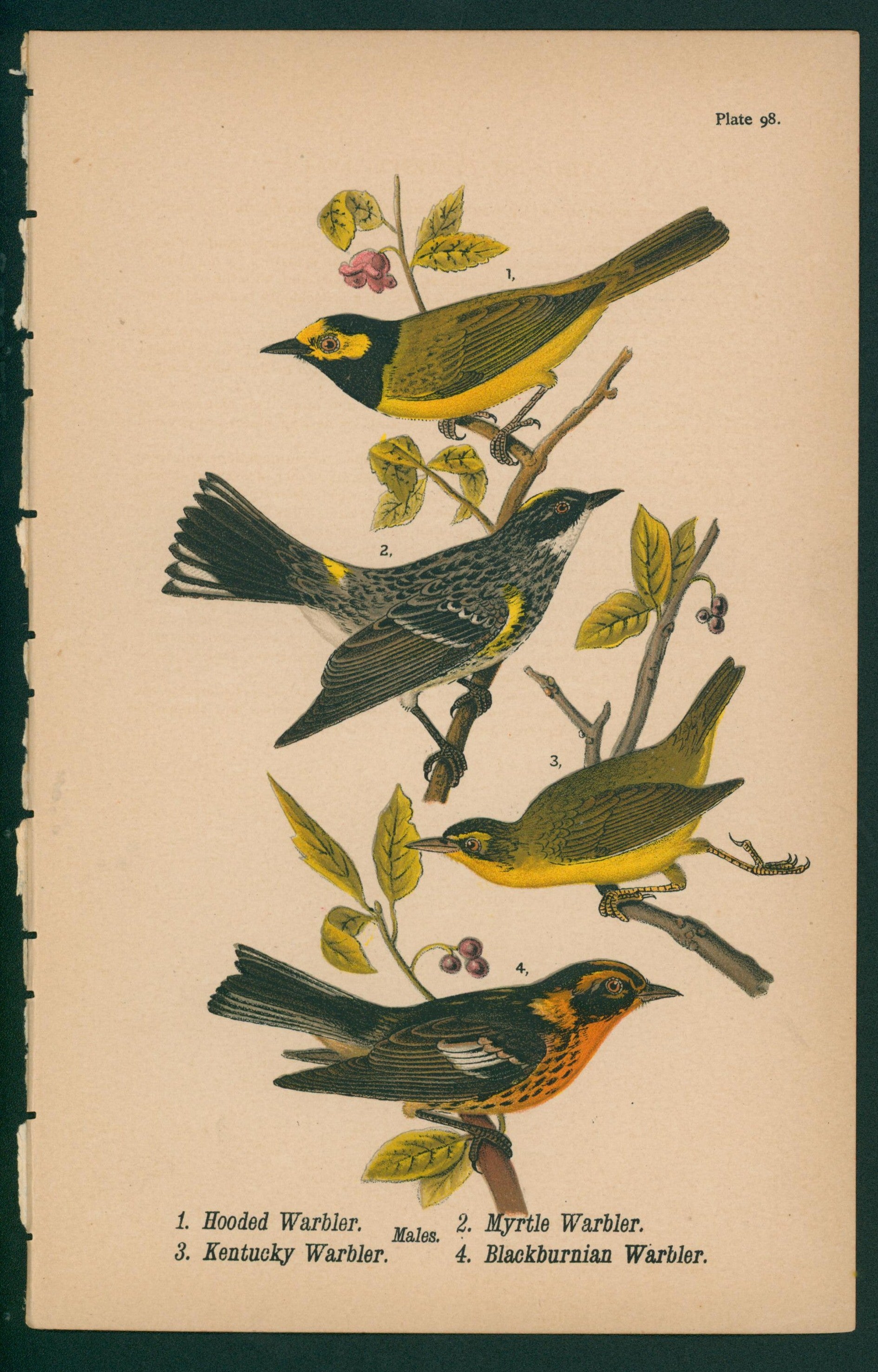 Hooded, Kentucky, Myrtle, Blackburnian Warbler- Chromolithograph - Authentic Vintage Antique Print