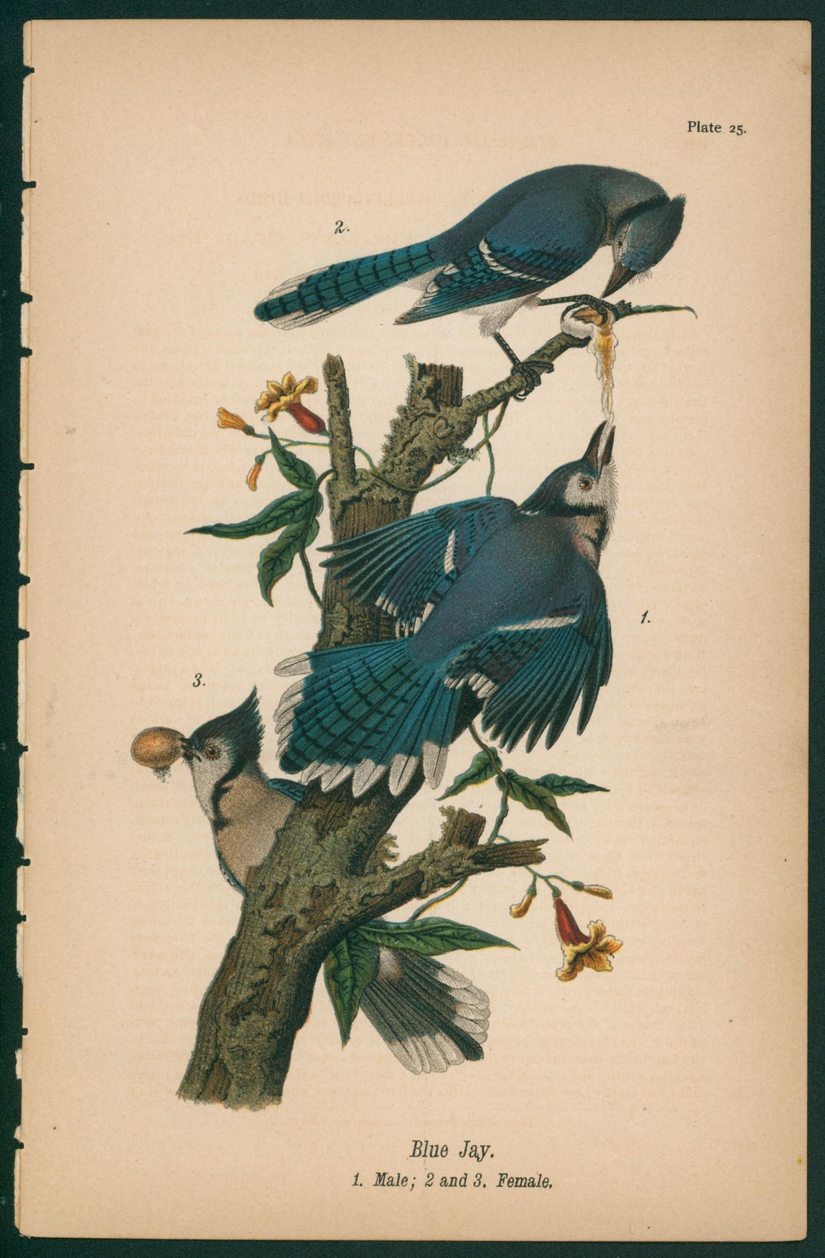 Blue Jay- Chromolithograph - Authentic Vintage Antique Print