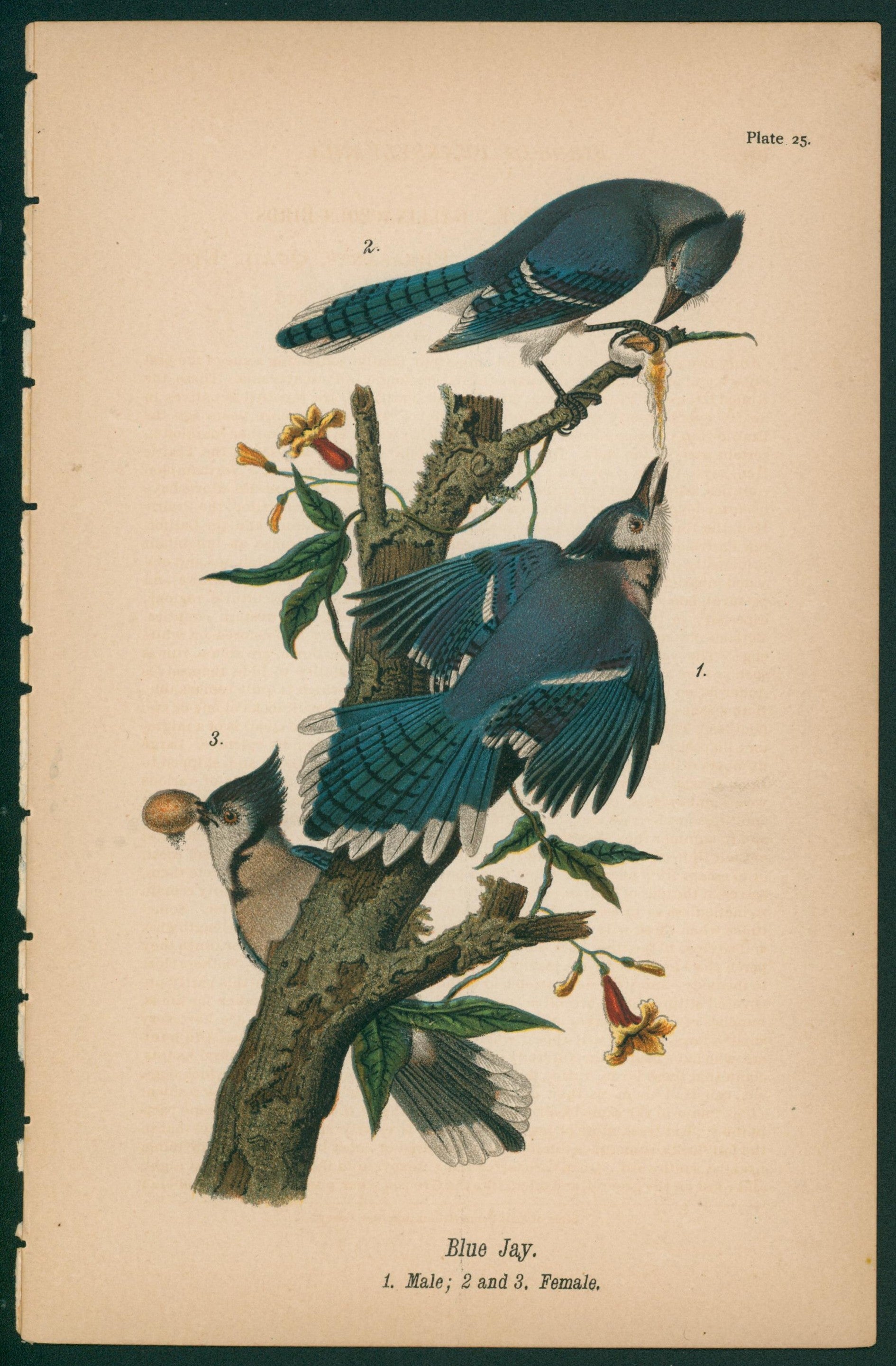 Blue Jay- Chromolithograph - Authentic Vintage Antique Print
