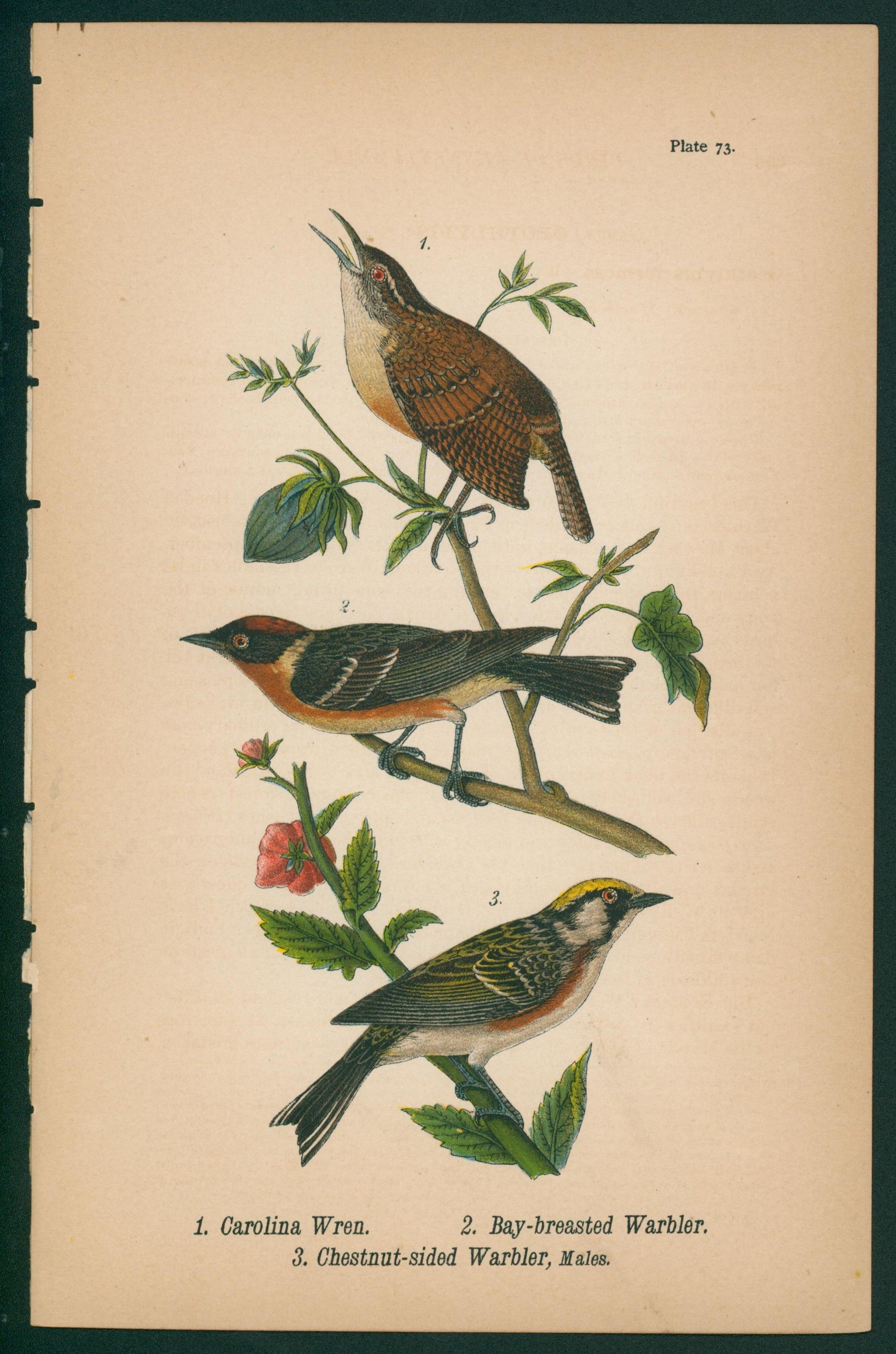 Wren, Warbler- Chromolithograph - Authentic Vintage Antique Print