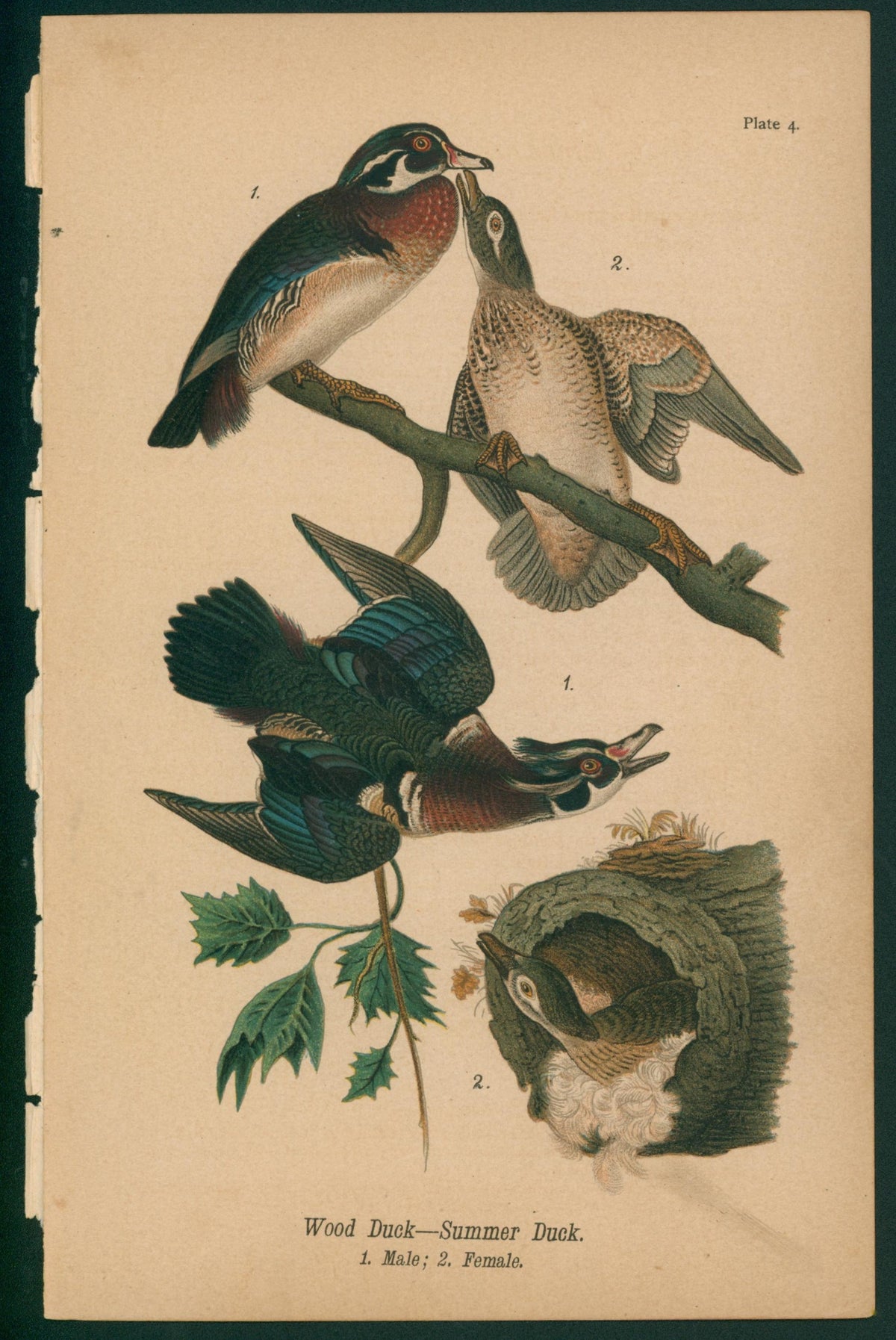 Wood Duck, Summer Duck- Chromolithograph - Authentic Vintage Antique Print