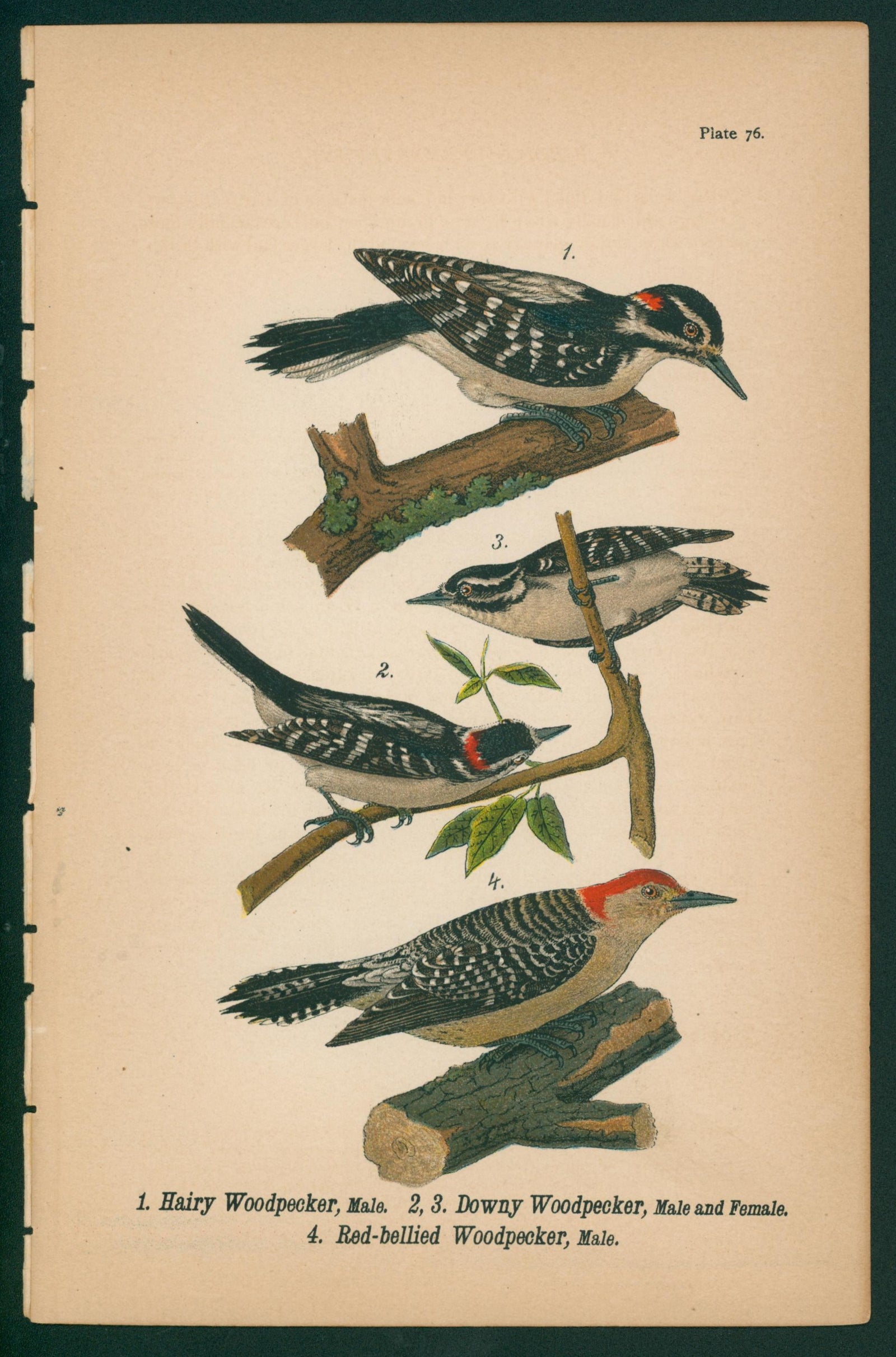 Hairy, Downy, Red-Bellied Woodpecker- Chromolithograph - Authentic Vintage Antique Print
