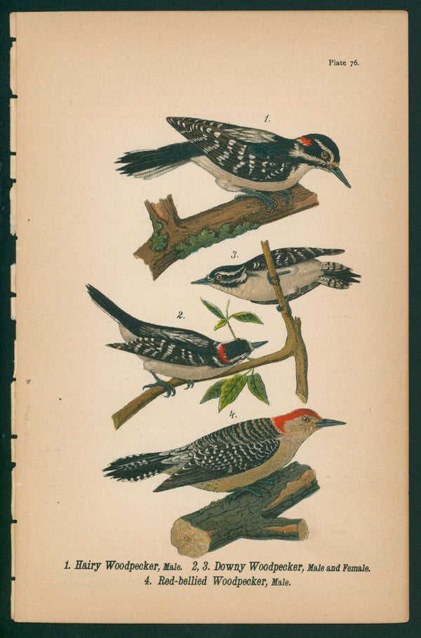 Hairy, Downy, Red-Bellied Woodpecker- Chromolithograph - Authentic Vintage Antique Print