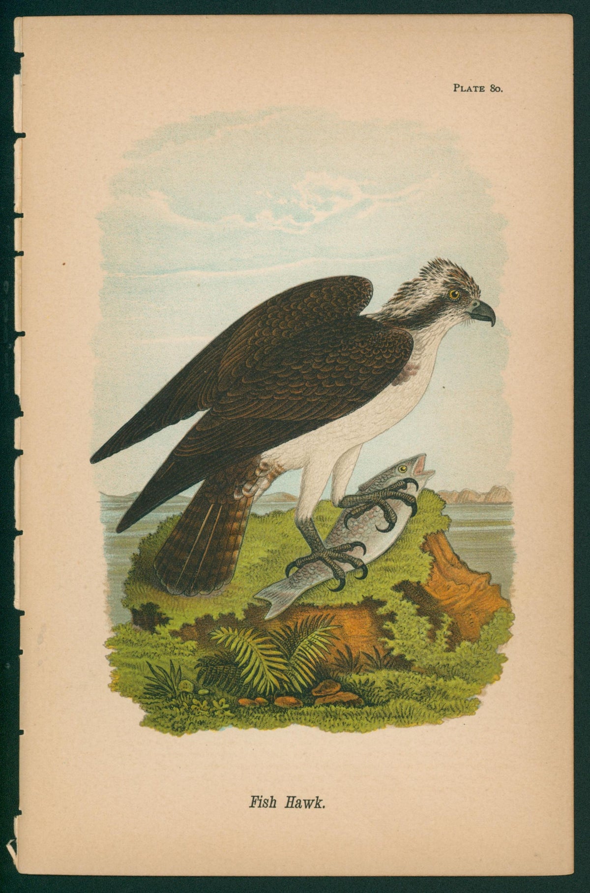 Fish Hawk- Chromolithograph - Authentic Vintage Antique Print