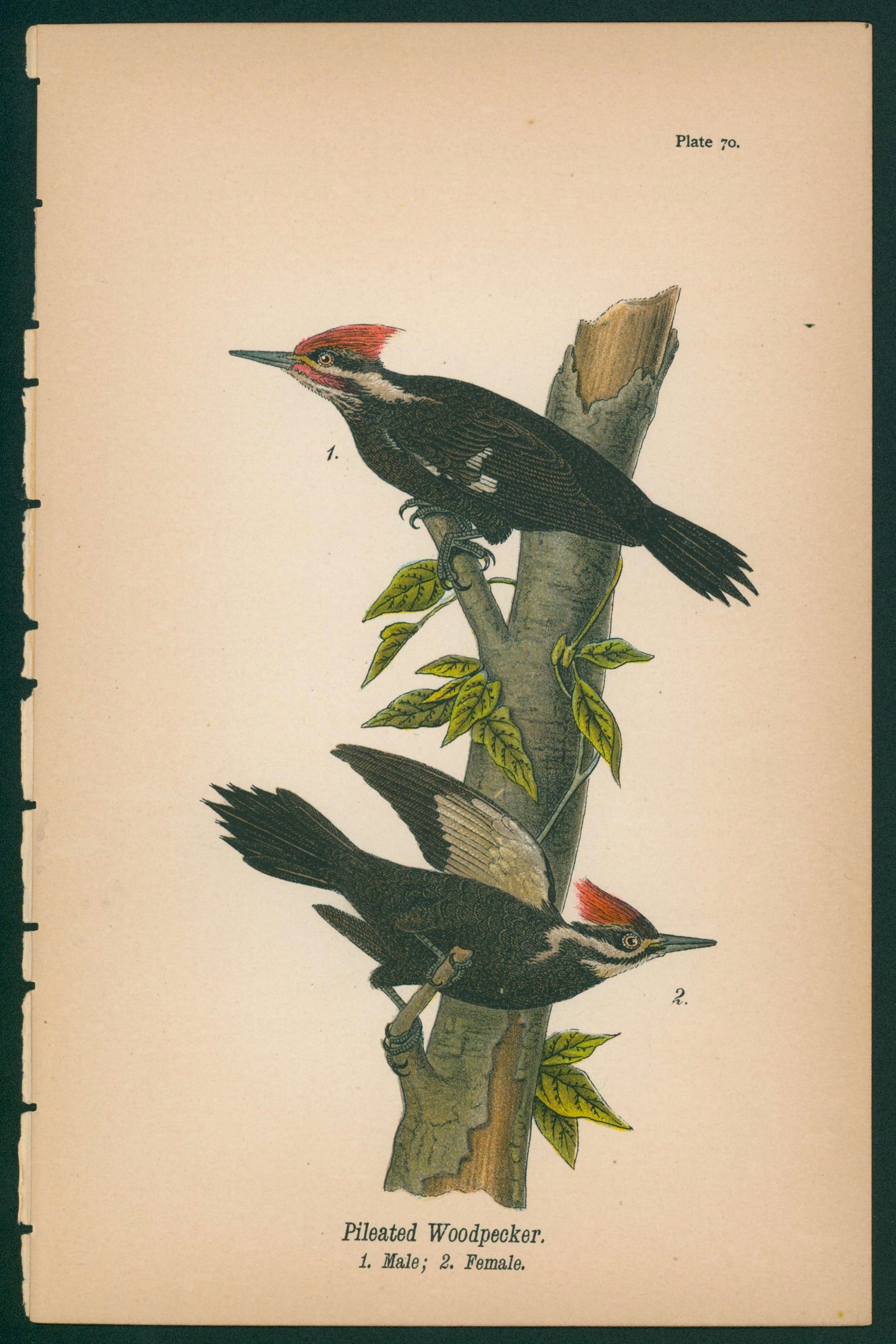 Pileated Woodpecker- Chromolithograph - Authentic Vintage Antique Print