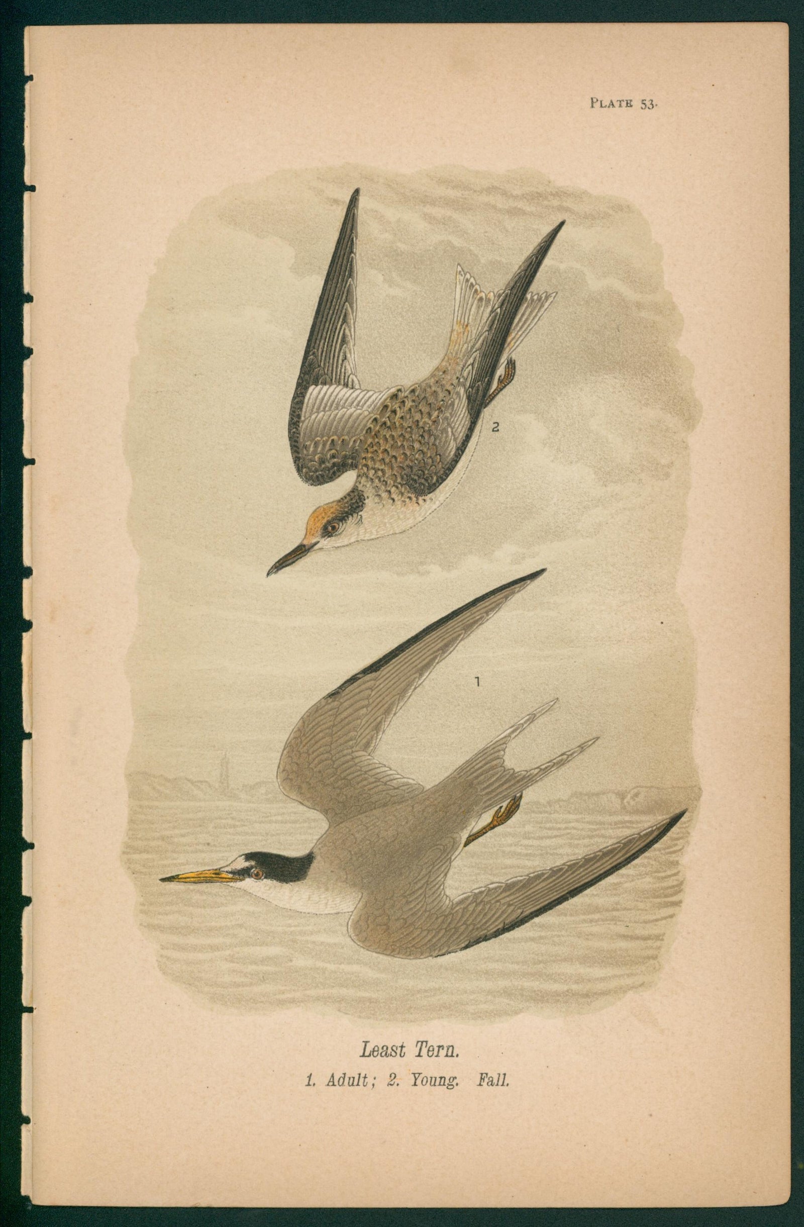 Least Tern- Chromolithograph - Authentic Vintage Antique Print