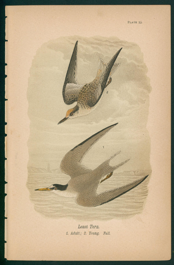 Least Tern- Chromolithograph - Authentic Vintage Antique Print