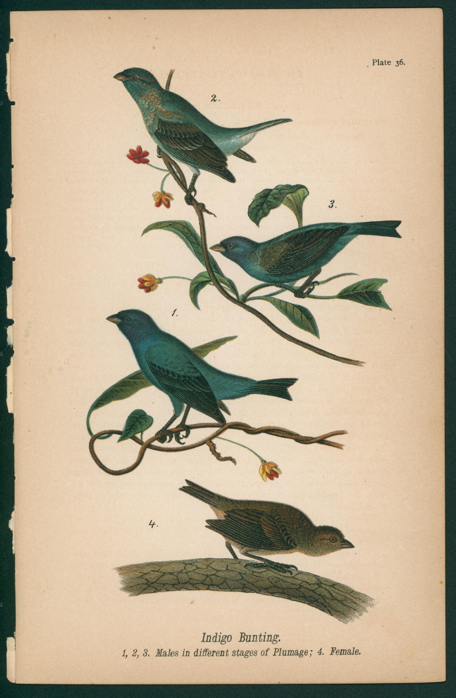 Indigo Bunting- Chromolithograph - Authentic Vintage Antique Print