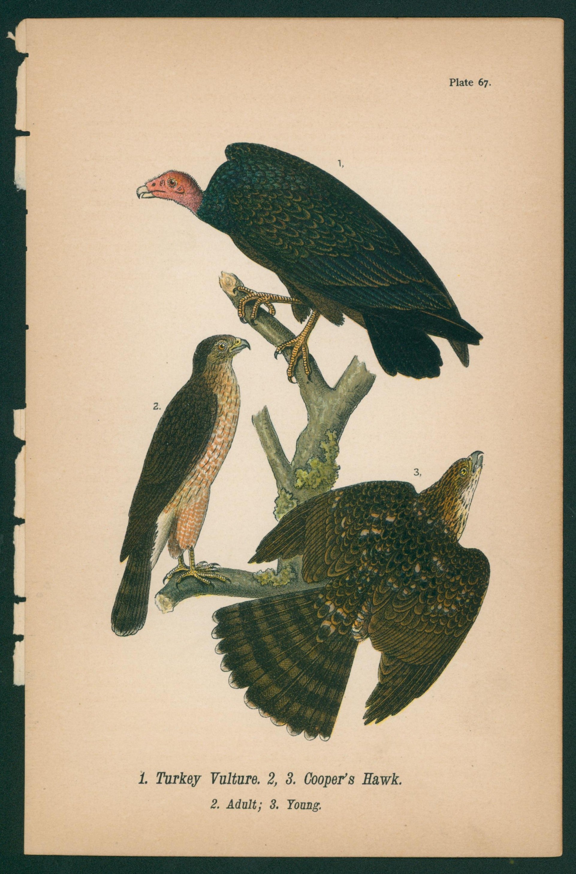 Turkey Vulture, Cooper's Hawk- Chromolithograph - Authentic Vintage Antique Print