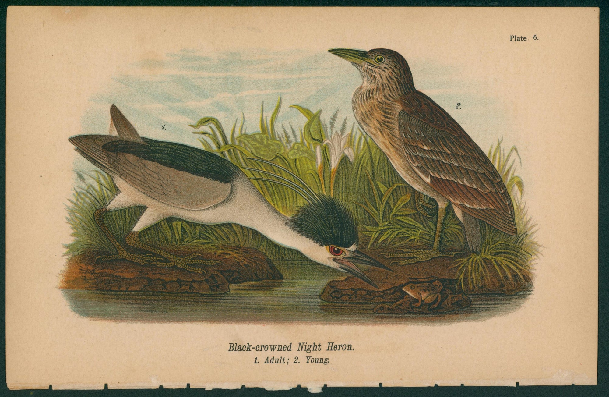 Black Crowned Night Heron- Chromolithograph - Authentic Vintage Antique Print