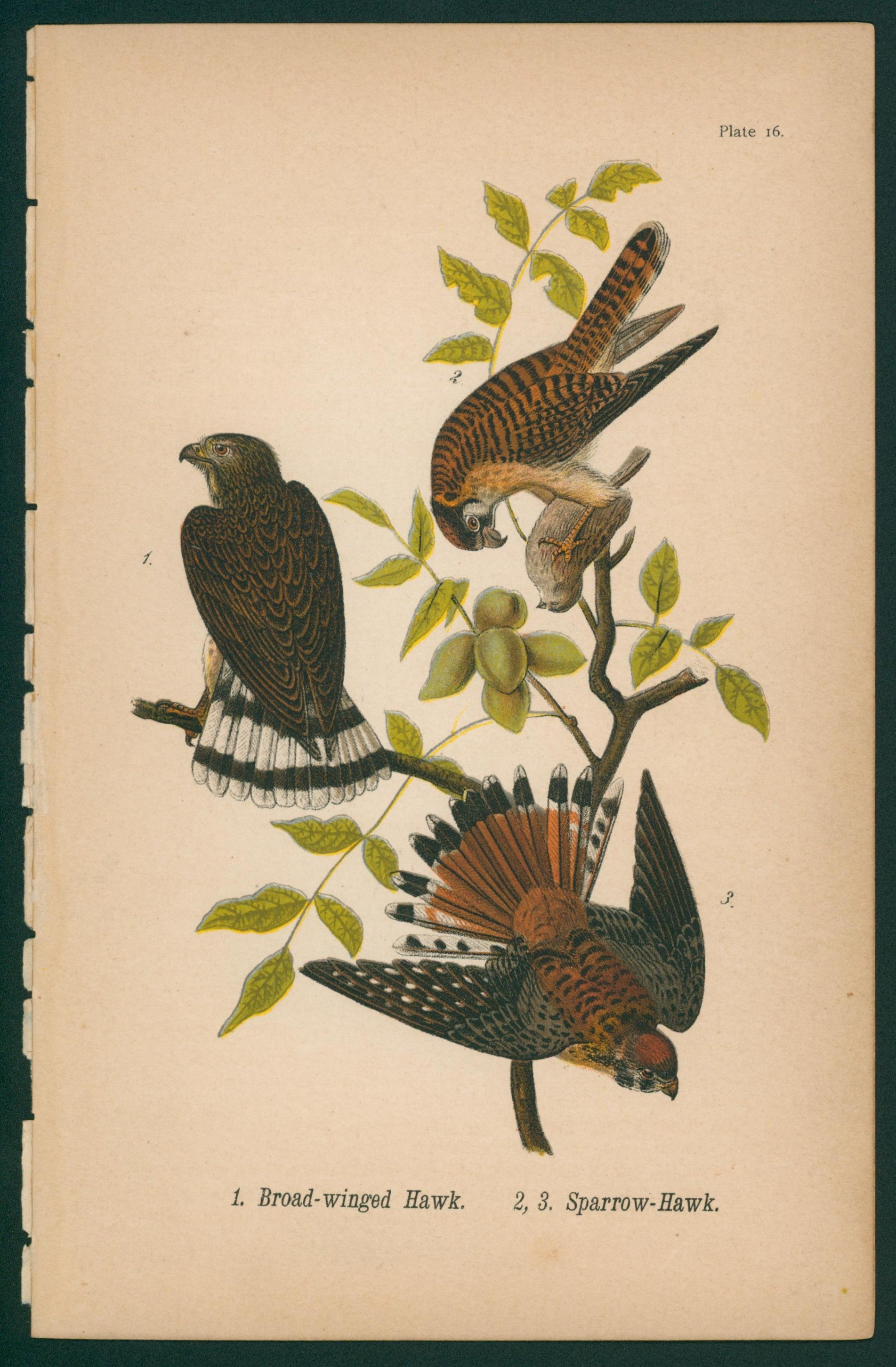 Broad-Winged Hawk, Sparrow Hawk- Chromolithograph - Authentic Vintage Antique Print