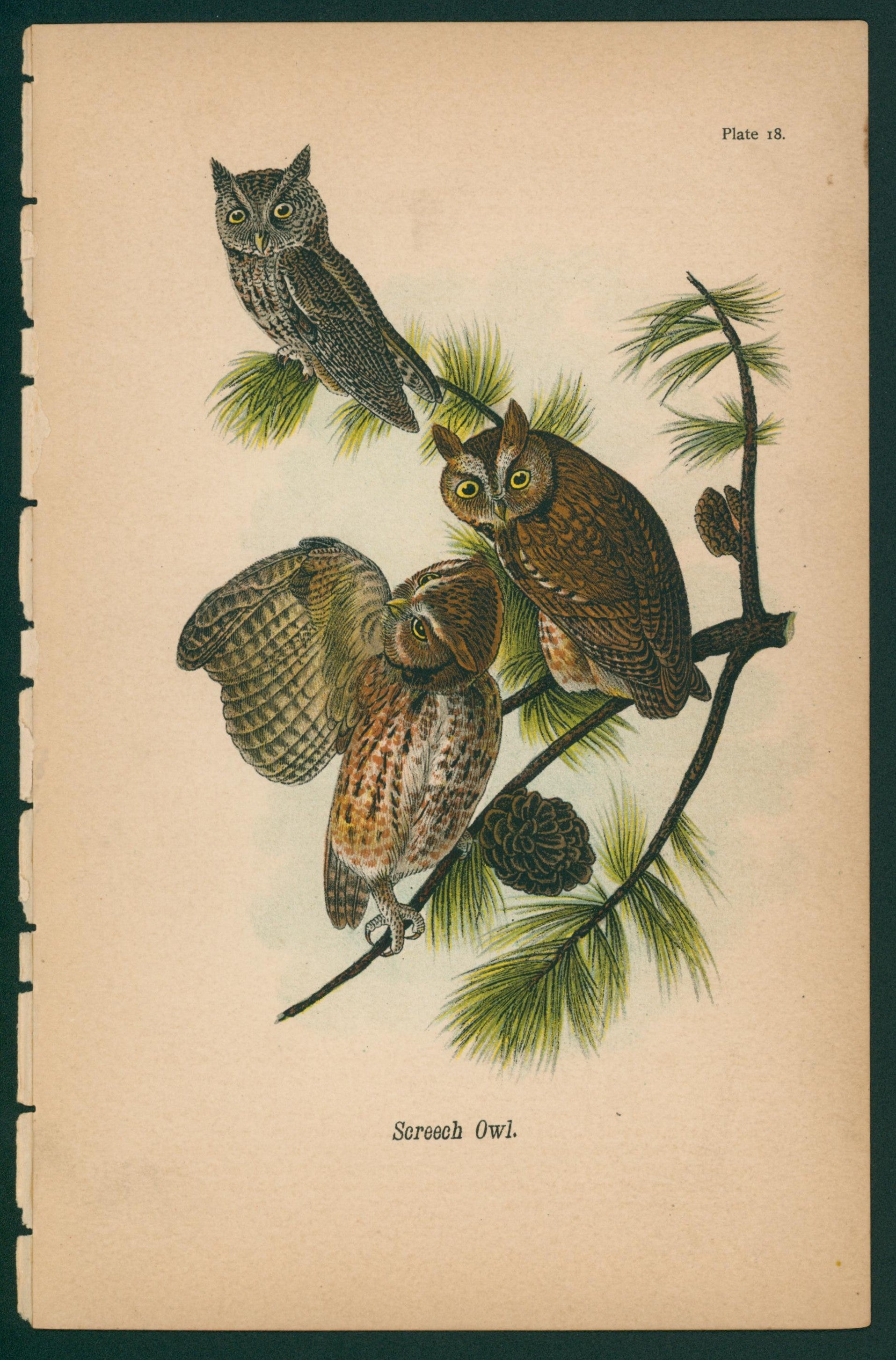Screech Owl- Chromolithograph - Authentic Vintage Antique Print