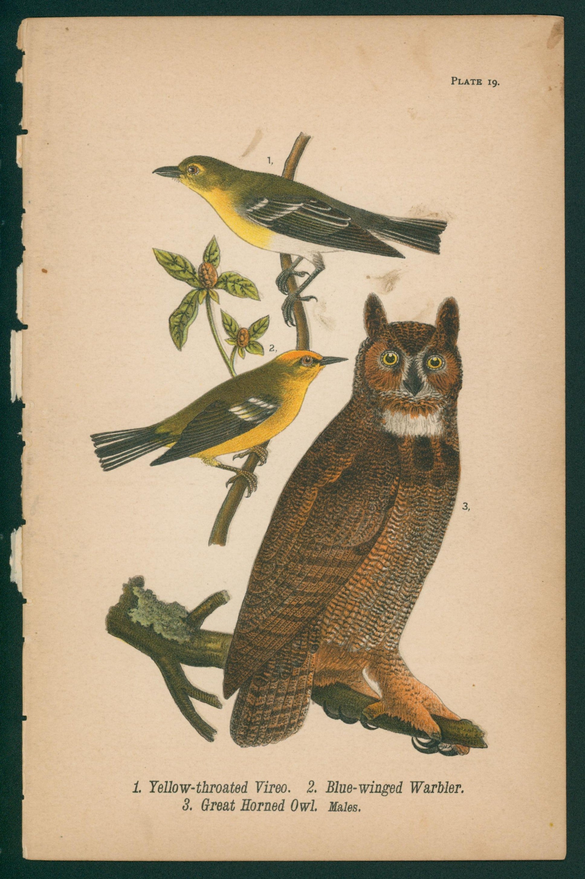 Vireo, Warbler, Owl- Chromolithograph - Authentic Vintage Antique Print