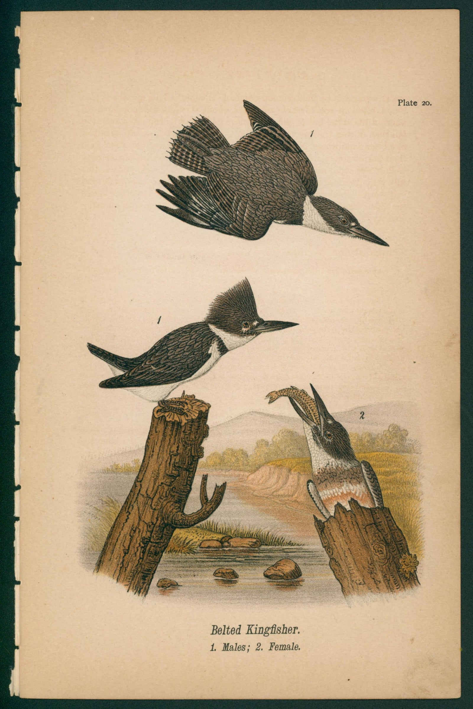 Belted Kingfisher- Chromolithograph - Authentic Vintage Antique Print