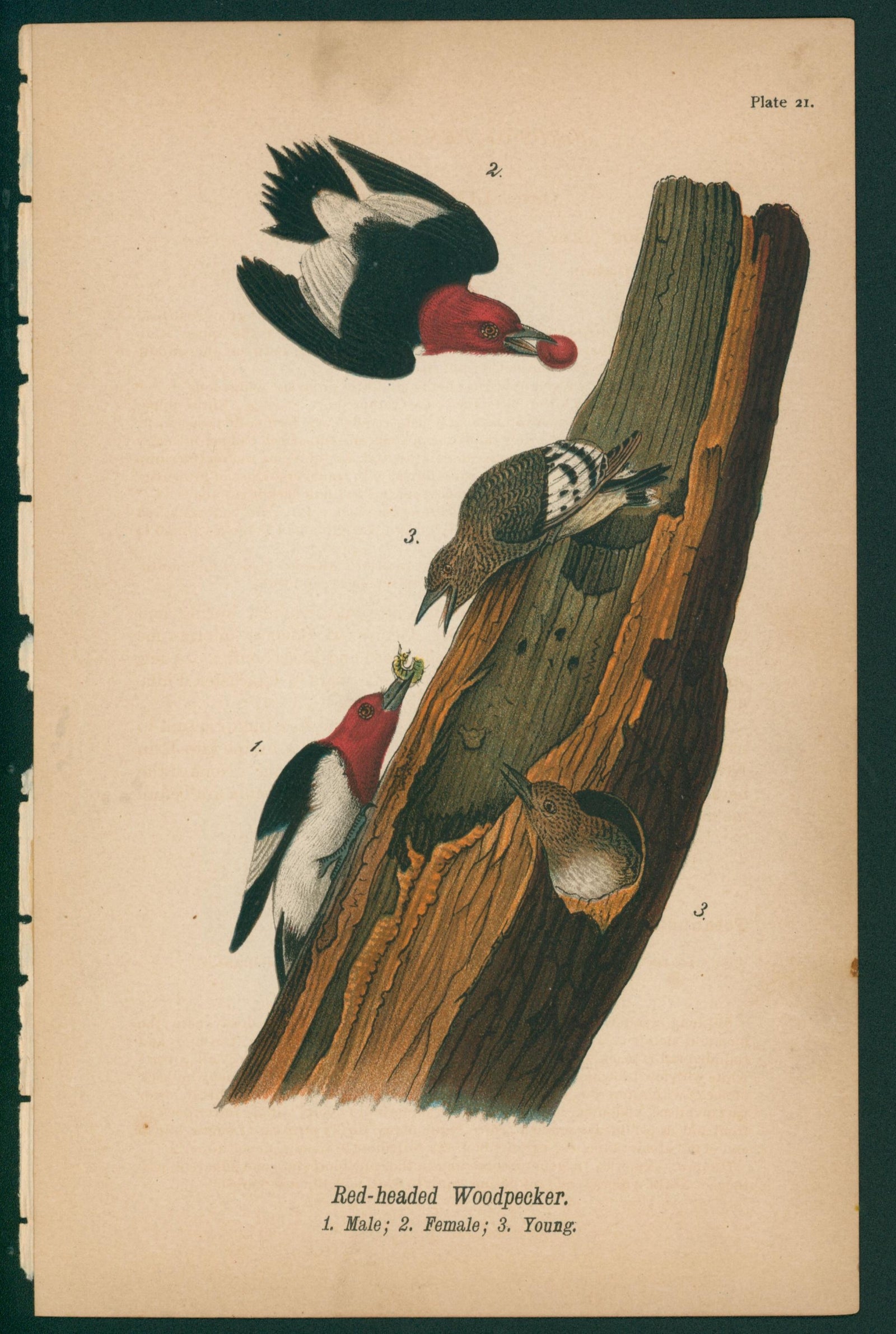 Red-Headed Woodpecker- Chromolithograph - Authentic Vintage Antique Print