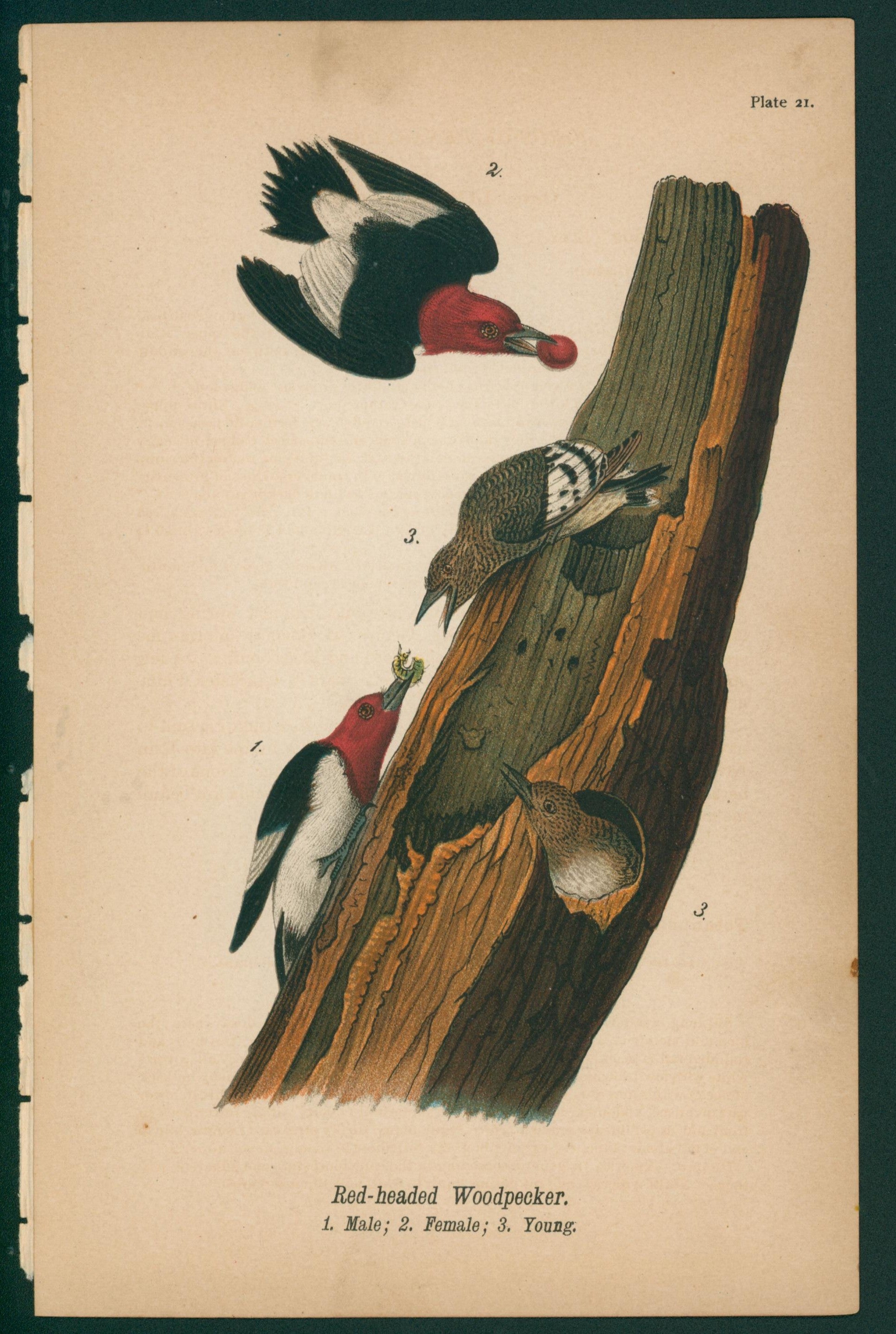 Red-Headed Woodpecker- Chromolithograph - Authentic Vintage Antique Print
