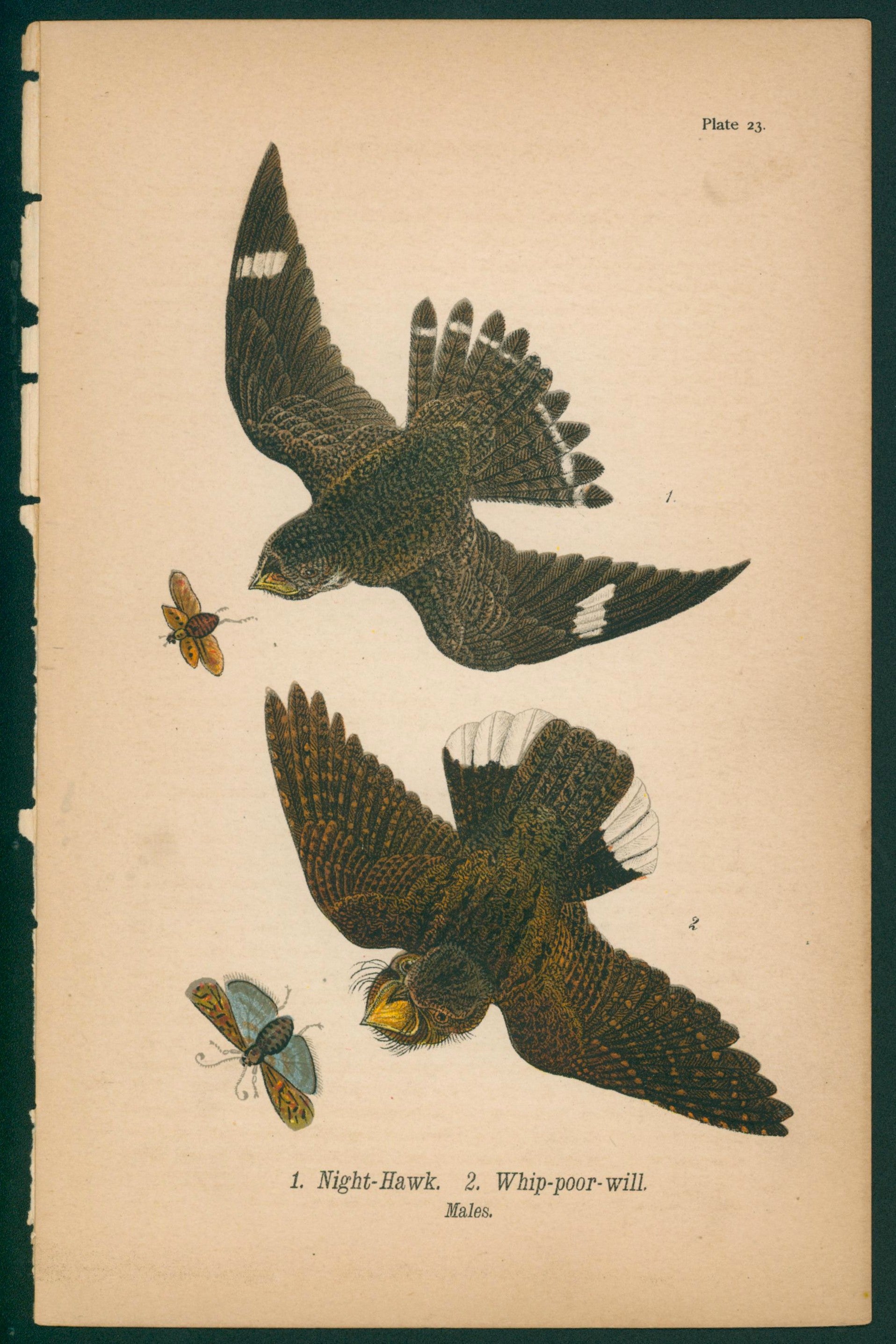 Night Hawk, Whip-Poor-Will- Chromolithograph - Authentic Vintage Antique Print