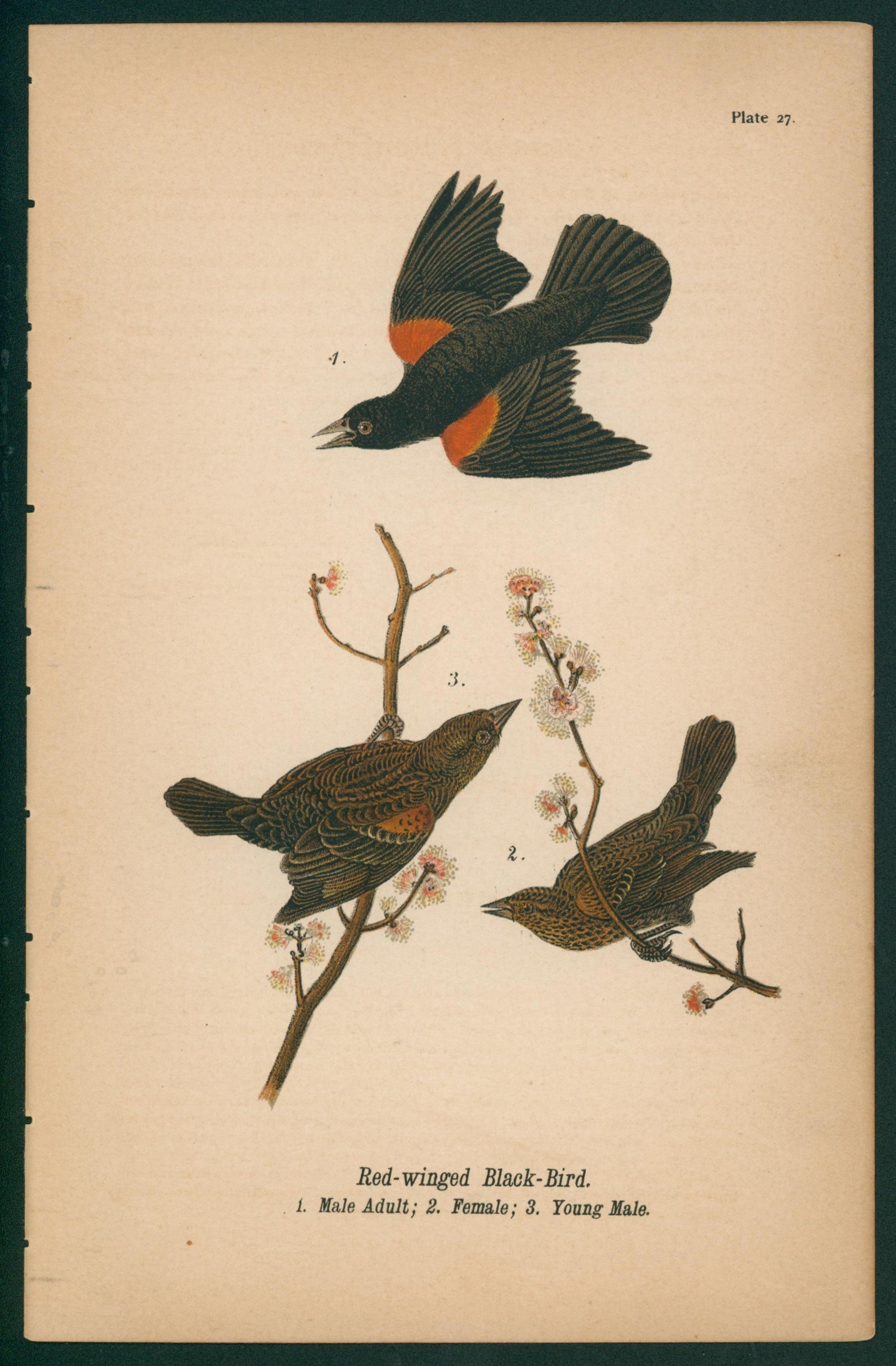 Red-Winged Black Bird- Chromolithograph - Authentic Vintage Antique Print