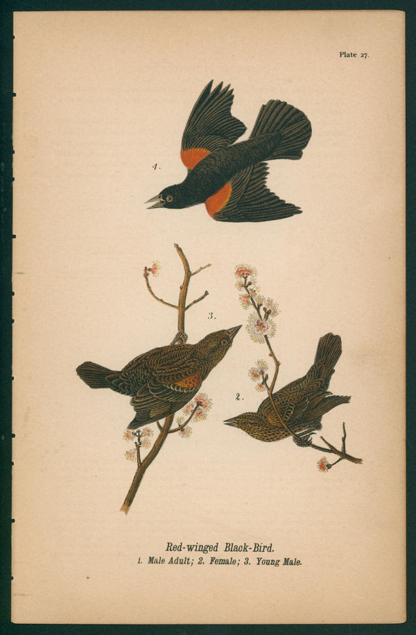 Red-Winged Black Bird- Chromolithograph - Authentic Vintage Antique Print