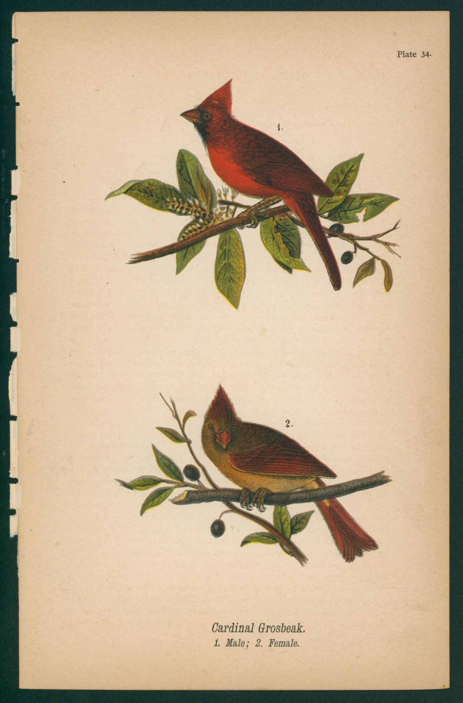 Cardinal Grosbeak- Chromolithograph - Authentic Vintage Antique Print