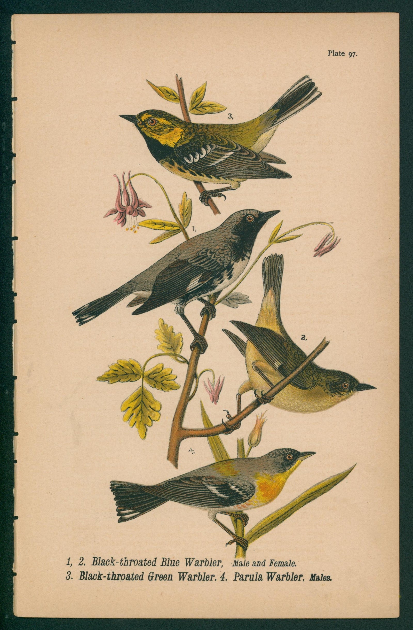 Black-Throated Warblers- Chromolithograph - Authentic Vintage Antique Print