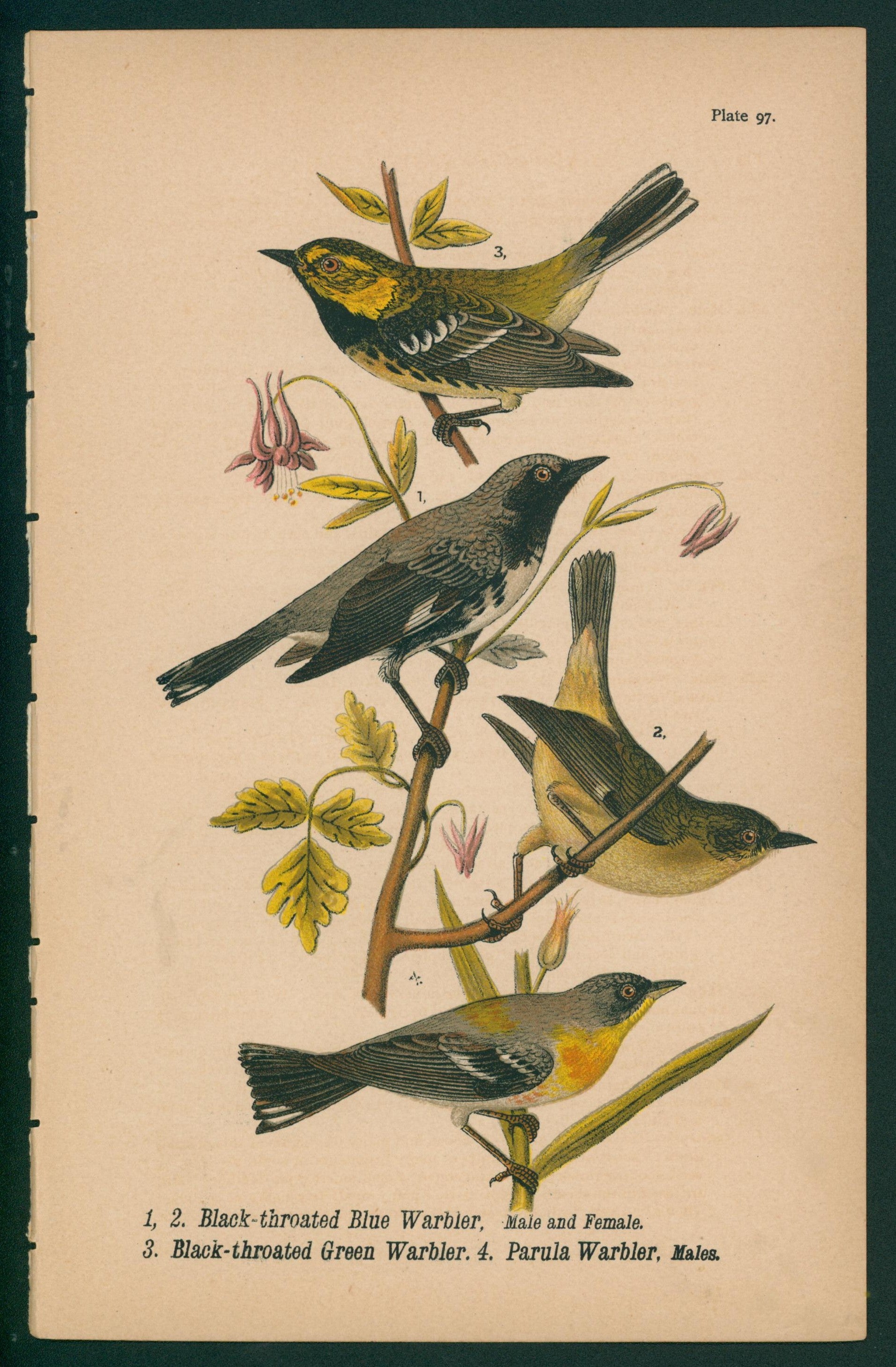 Black-Throated Warblers- Chromolithograph - Authentic Vintage Antique Print
