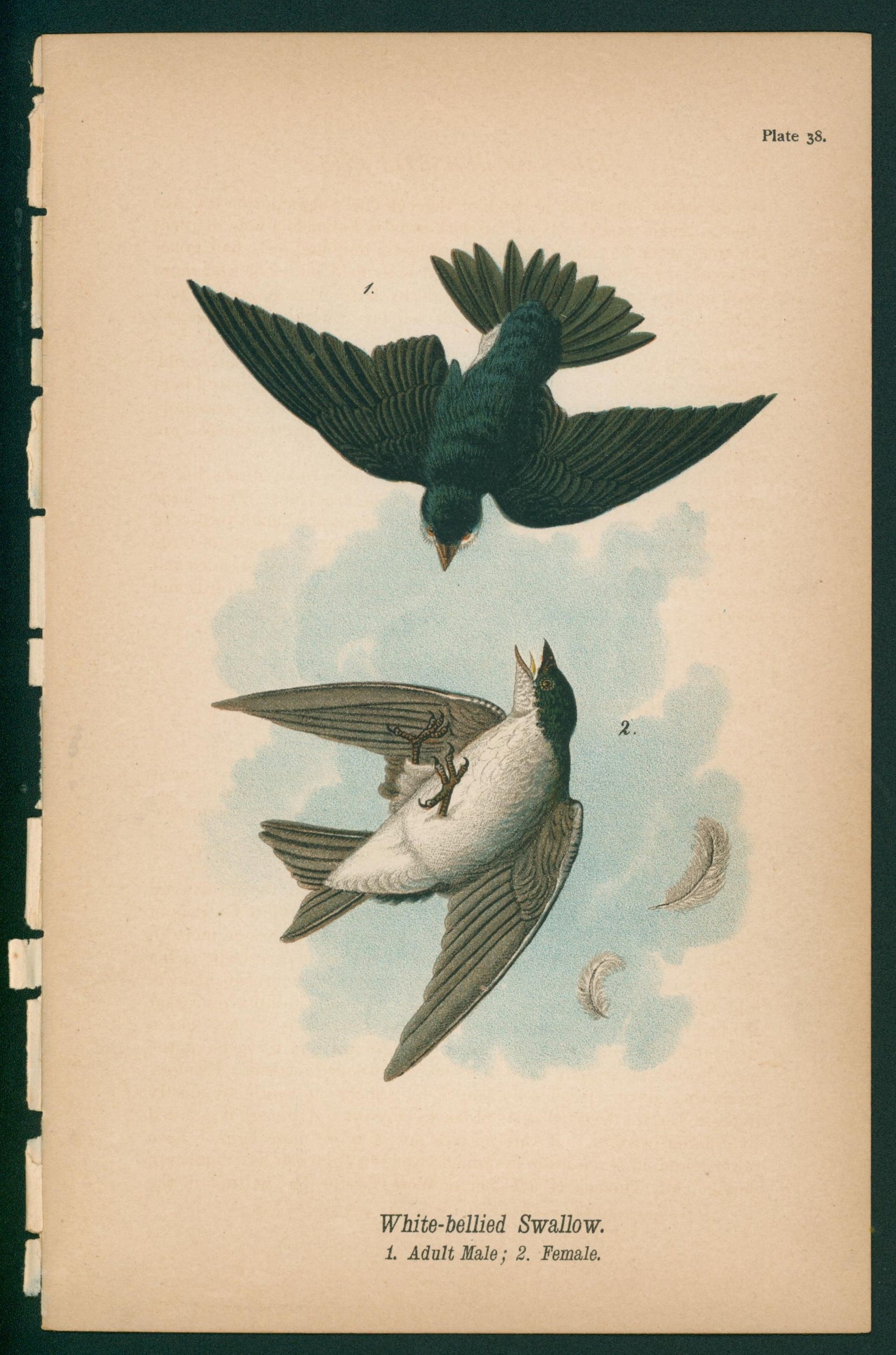 White-Bellied Swallow- Chromolithograph - Authentic Vintage Antique Print