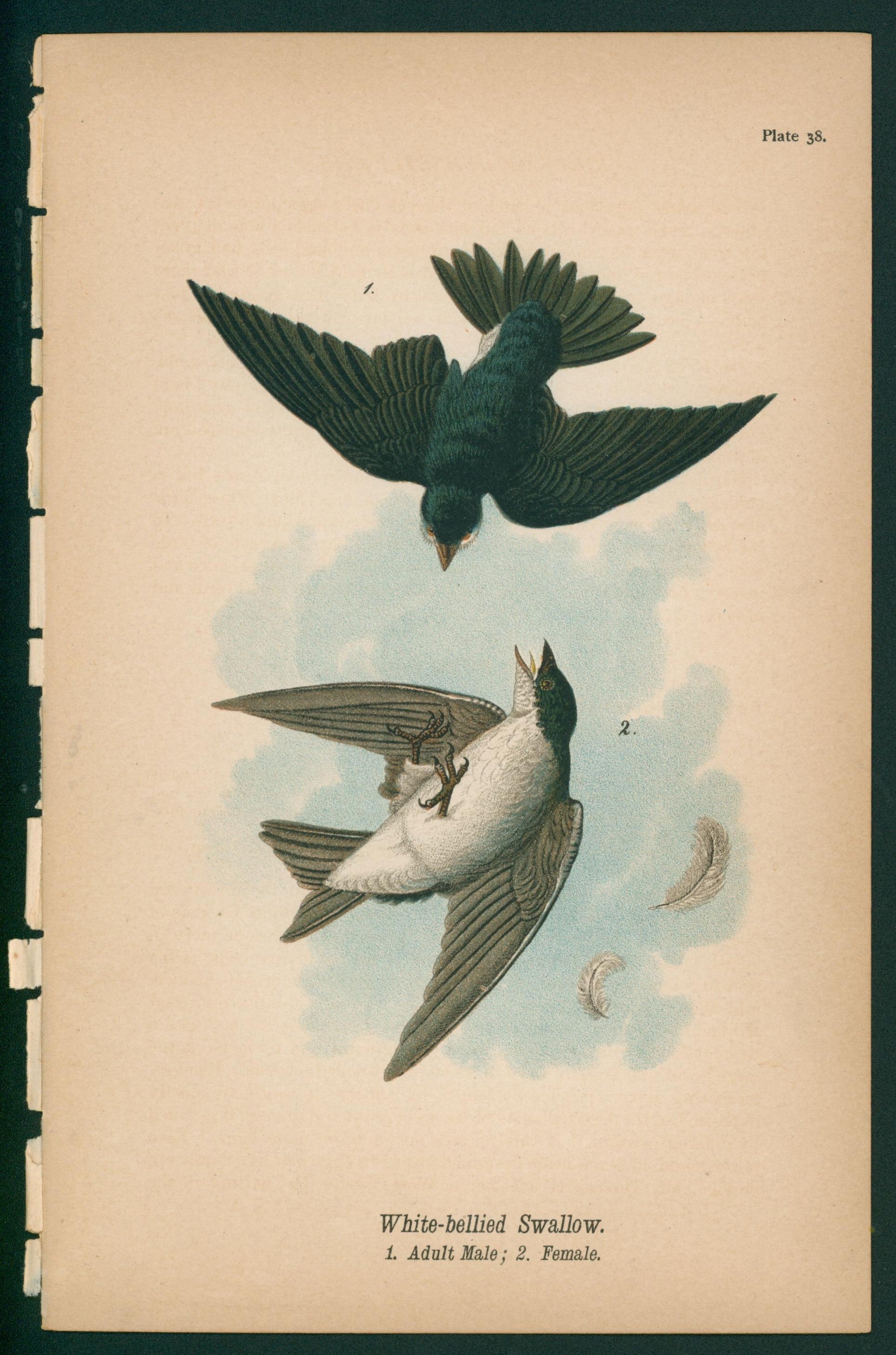 White-Bellied Swallow- Chromolithograph - Authentic Vintage Antique Print