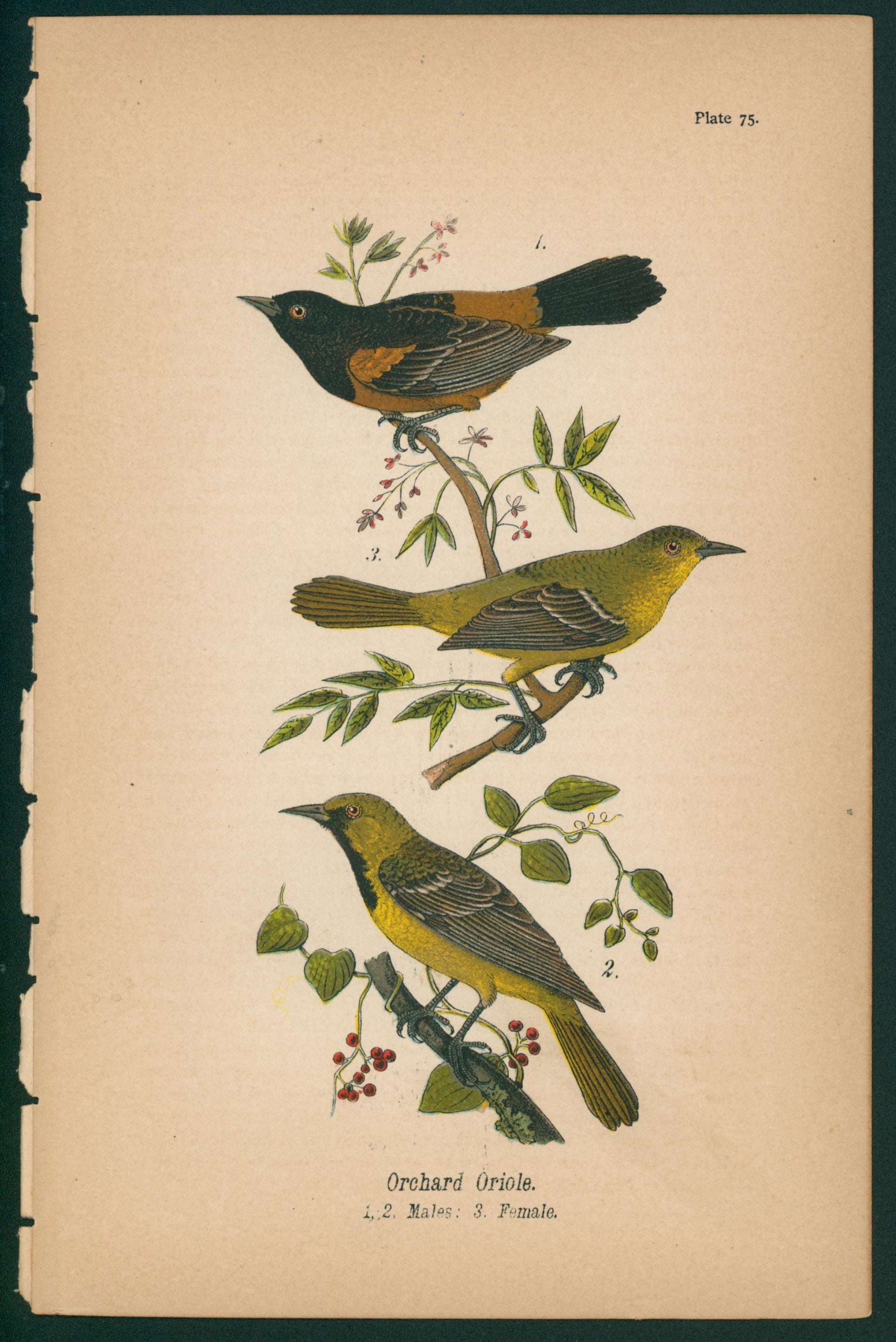 Orchard Oriole- Chromolithograph - Authentic Vintage Antique Print
