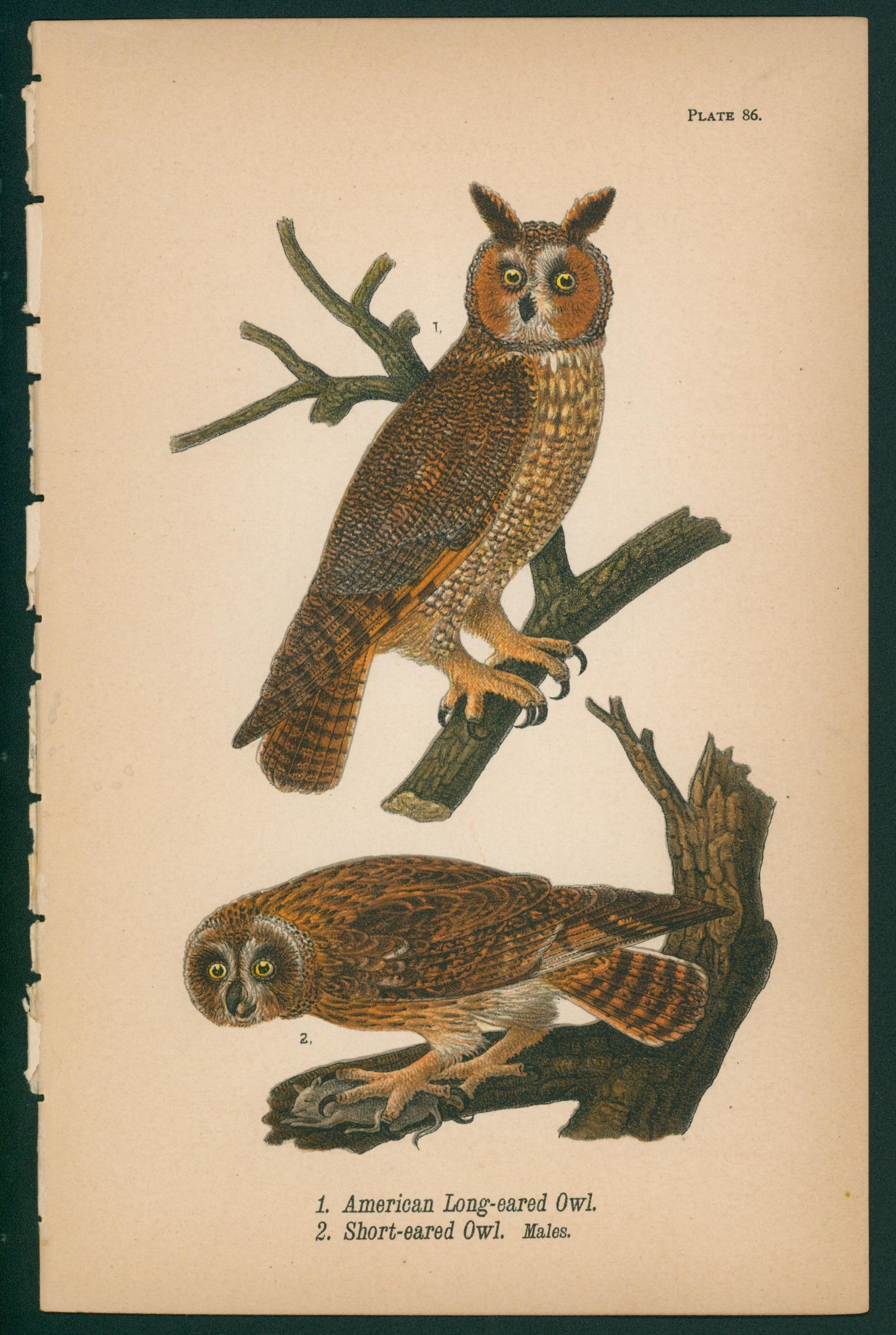 American Owl- Chromolithograph - Authentic Vintage Antique Print
