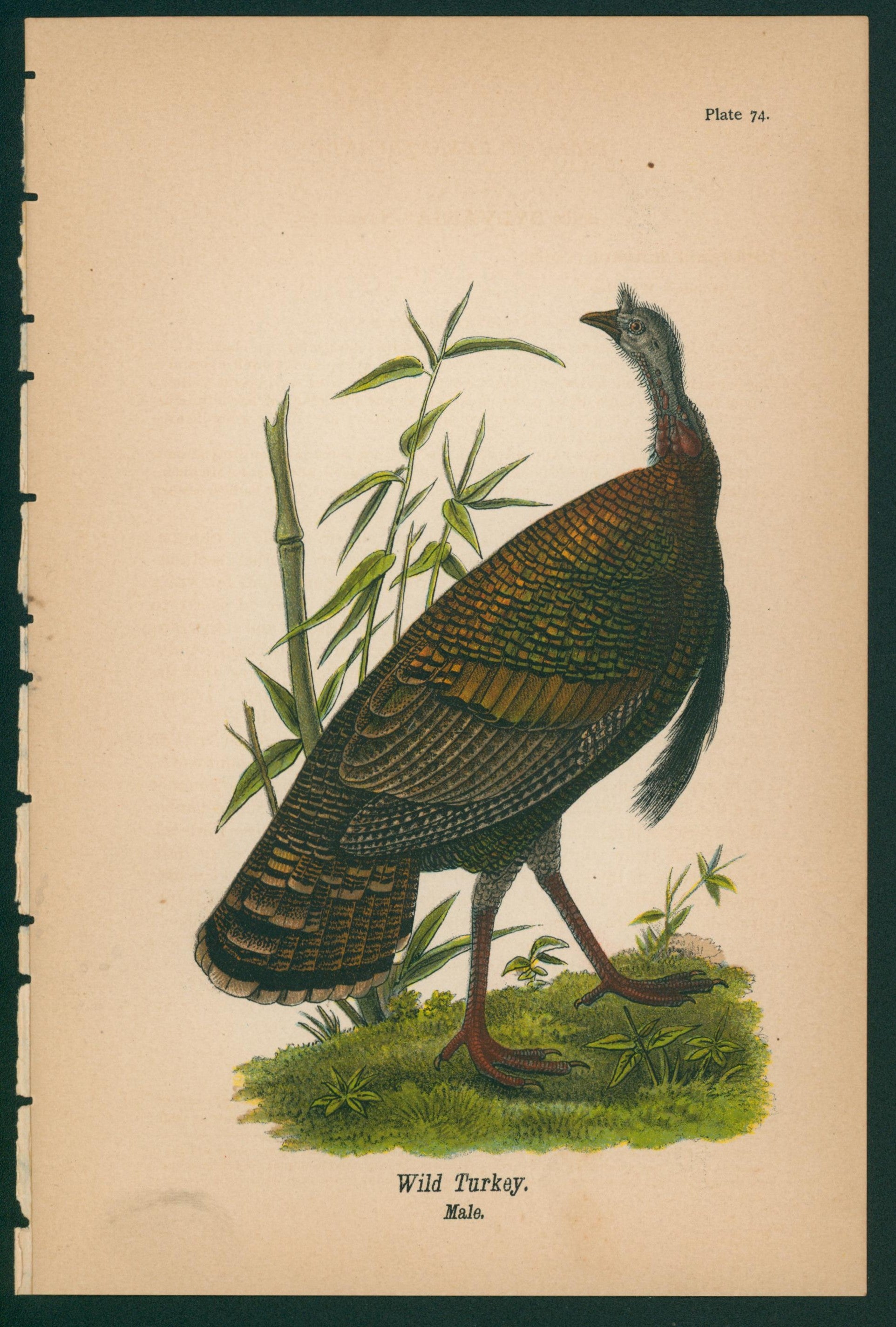 Wild Turkey- Chromolithograph - Authentic Vintage Antique Print