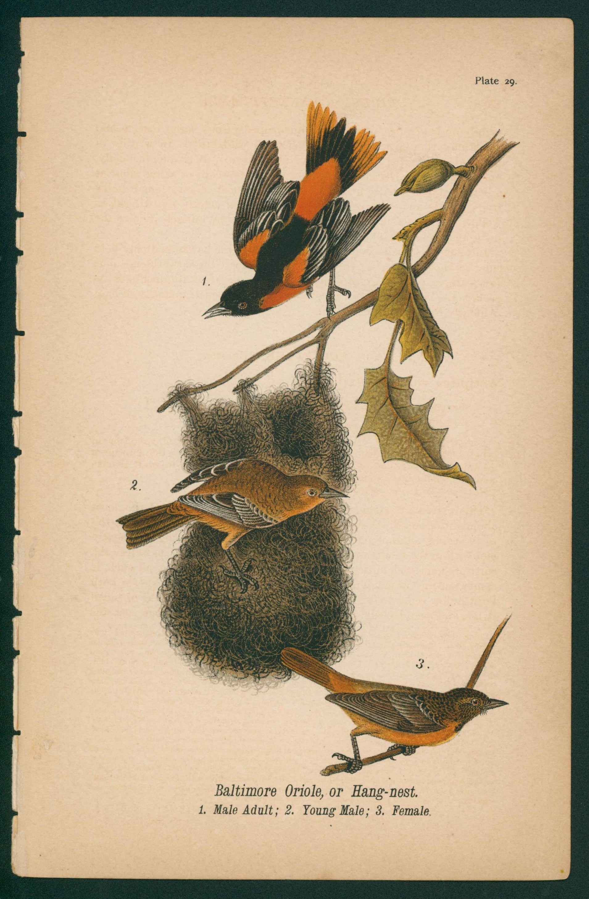 Baltimore Oriole- Chromolithograph - Authentic Vintage Antique Print