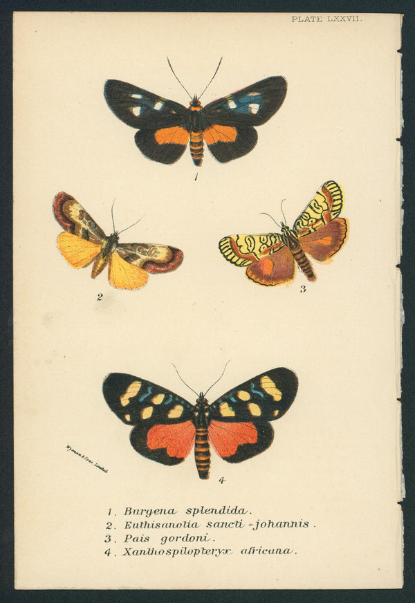 Butterflies- Hand Colored Engraving - Authentic Vintage Antique Print