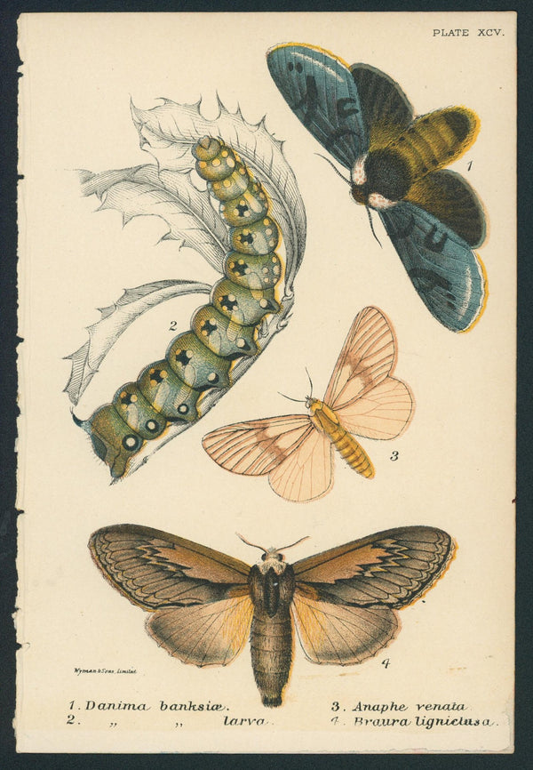 Exotic Moths- Hand Colored Engraving - Authentic Vintage Antique Print