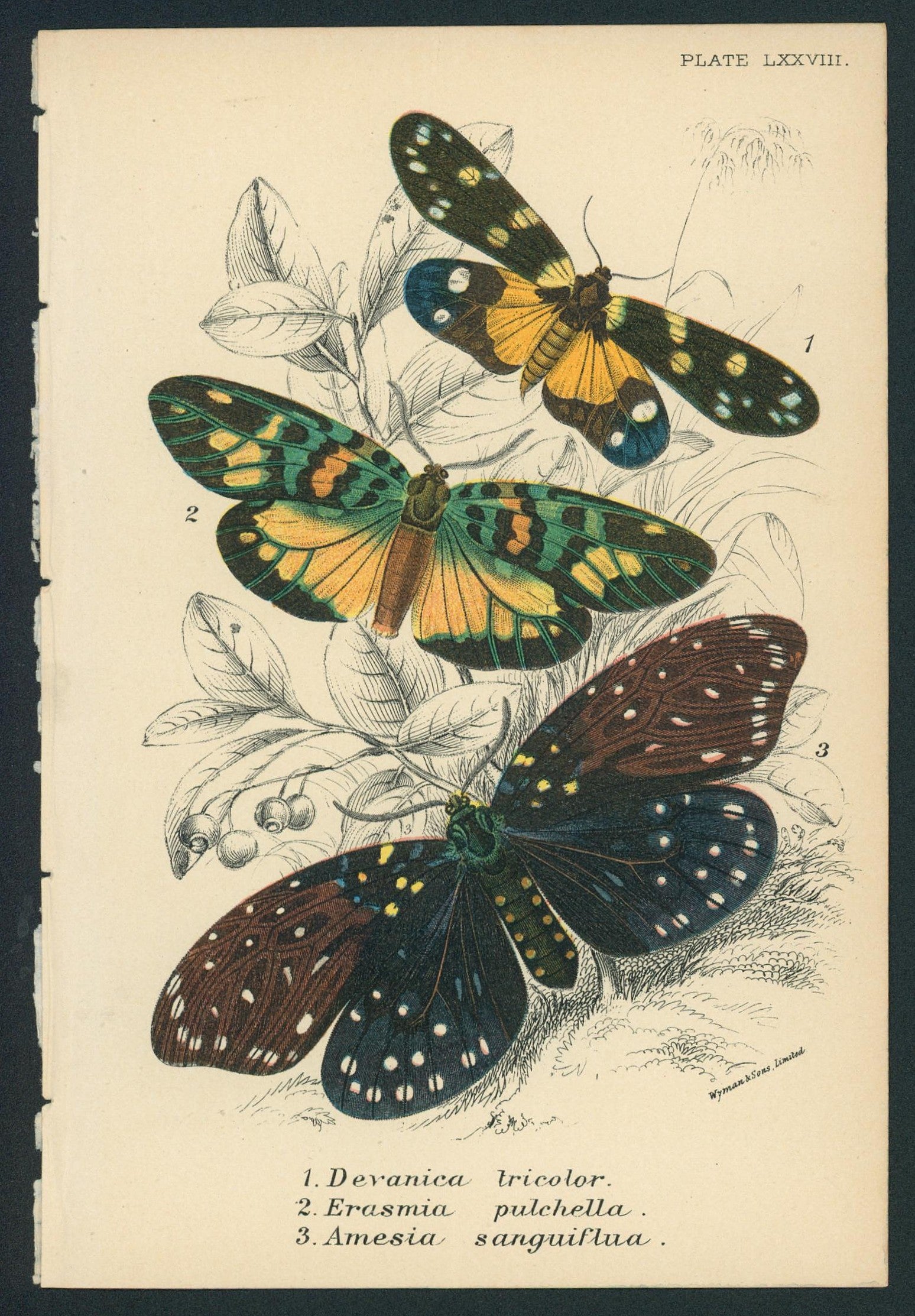 8 Butterfly Prints - 3 - Authentic Vintage Antique Print