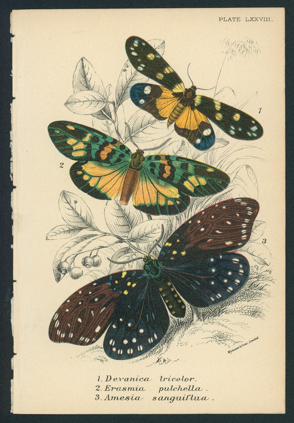 Butterflies- Hand Colored Engraving - Authentic Vintage Antique Print