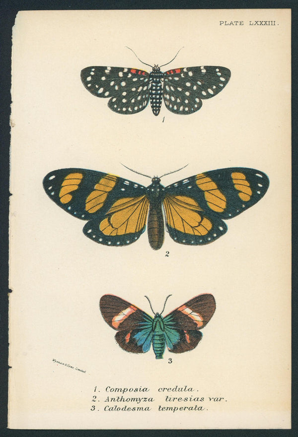 Butterflies- Hand Colored Engraving - Authentic Vintage Antique Print