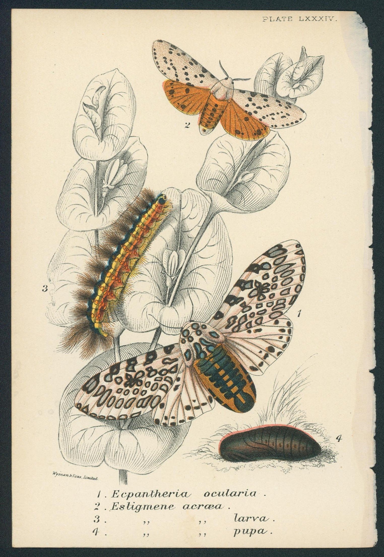 8 Butterfly Prints - 5 - Authentic Vintage Antique Print