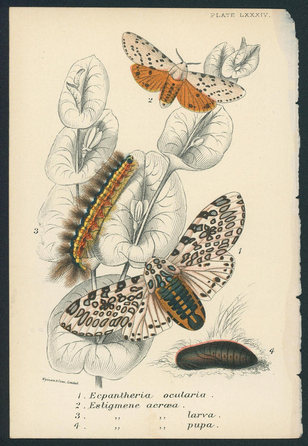Moths- Hand Colored Engraving - Authentic Vintage Antique Print