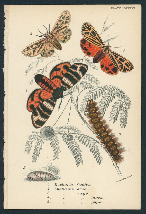 Exotic Moths- Hand Colored Engraving - Authentic Vintage Antique Print