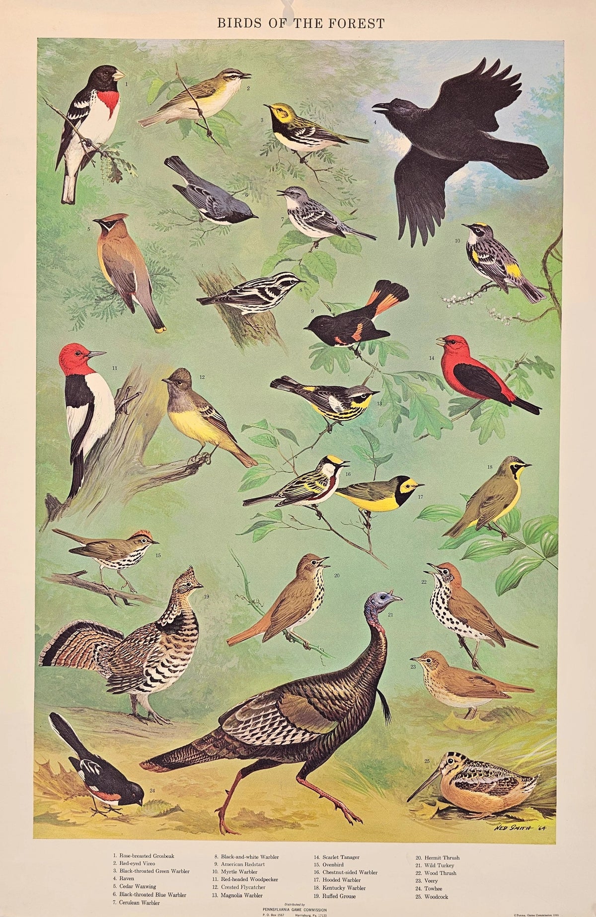 Birds of the Forests - Original Vintage Poster