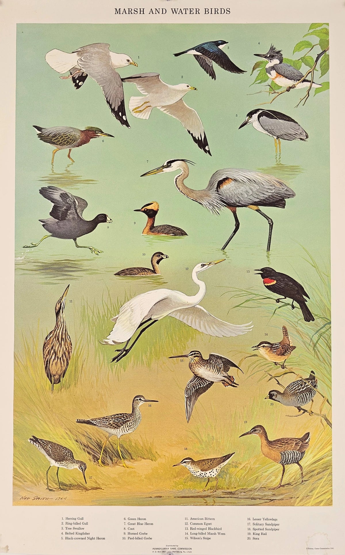 Marsh and Winter Birds - Original Vintage Poster